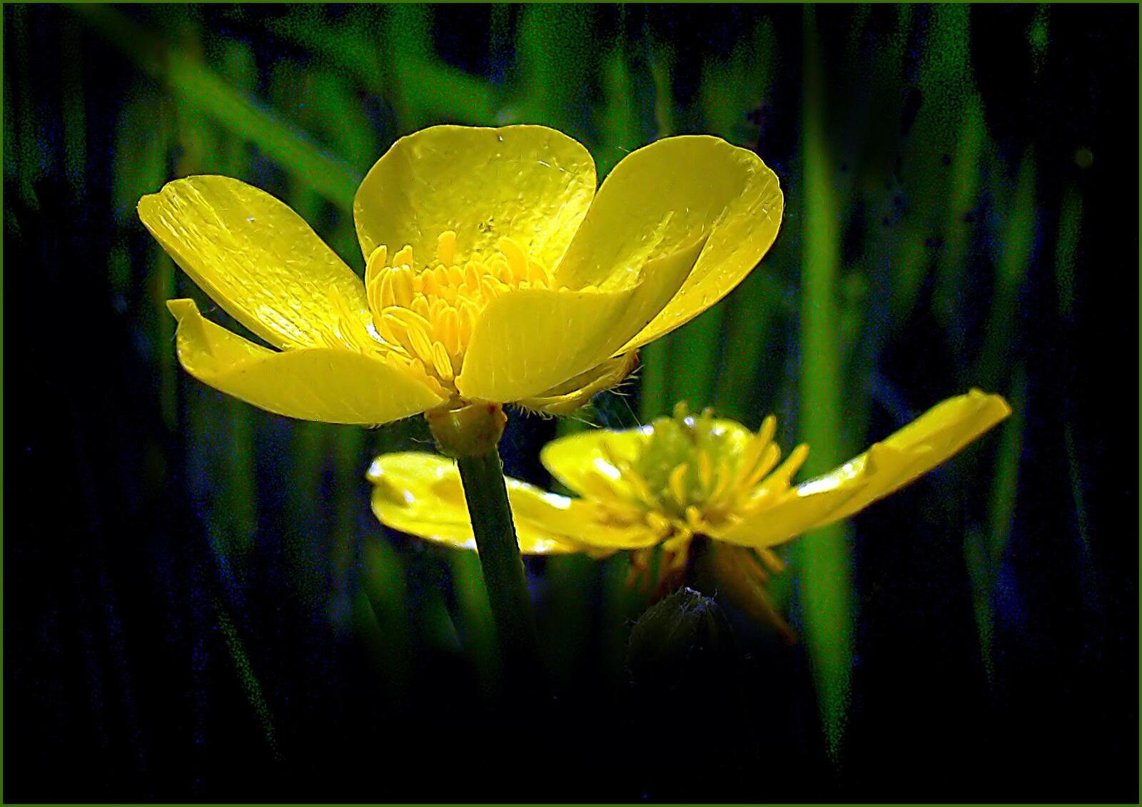 Бесплатное фото Желтые полевые цветочки