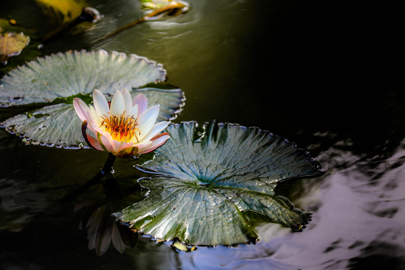 Обои водная красота пруд цветок на рабочий стол