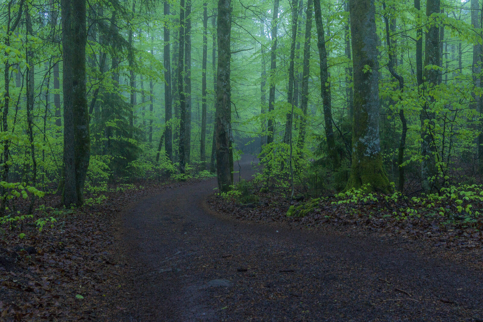 Обои дорога в лесу зеленая листва пейзаж на рабочий стол