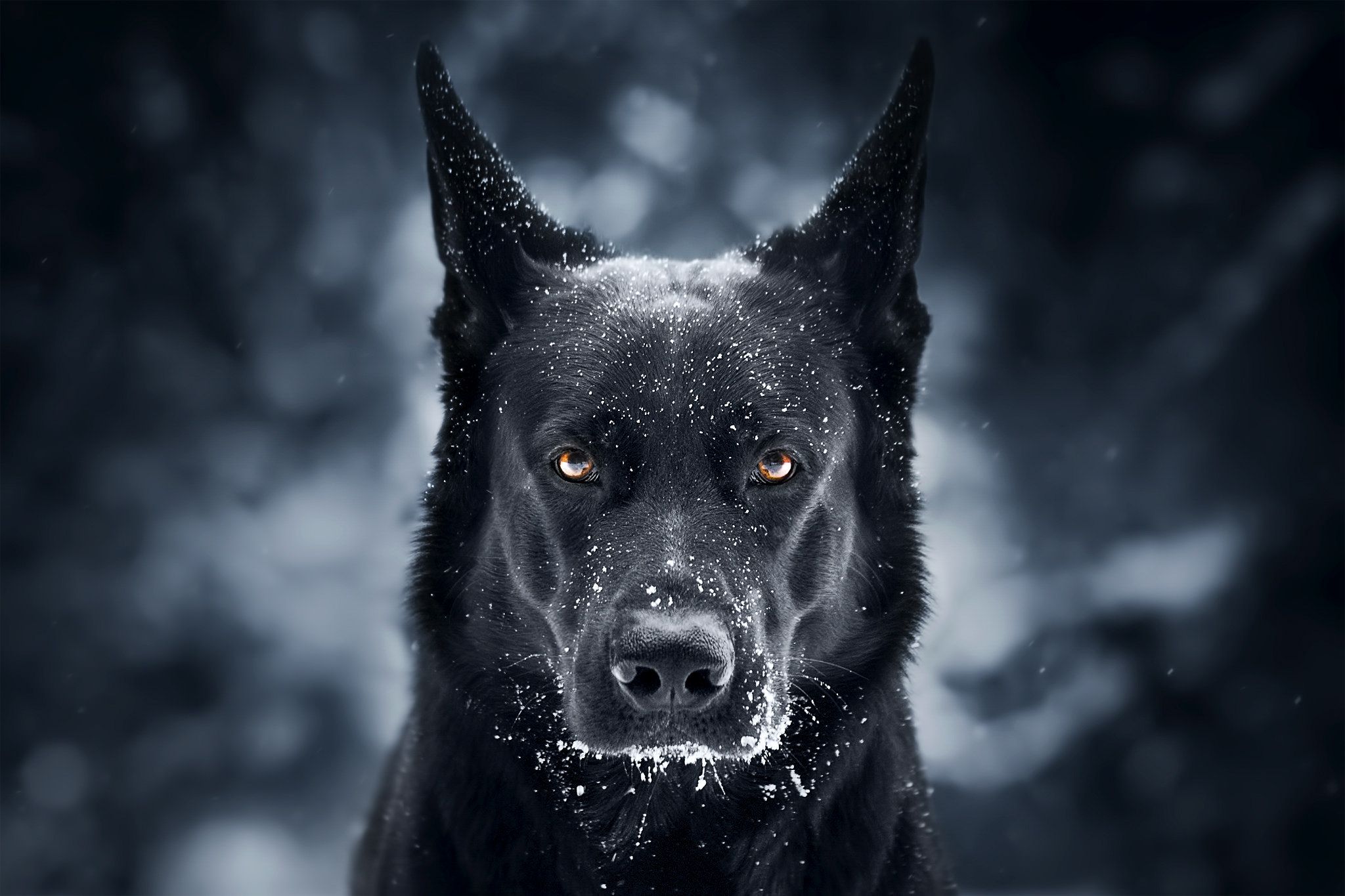 Photo free snow, German Shepherd, winter