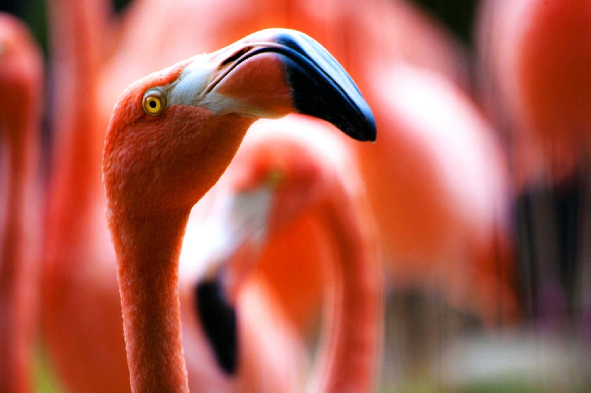 Фото бесплатно красный, фламинго, птица