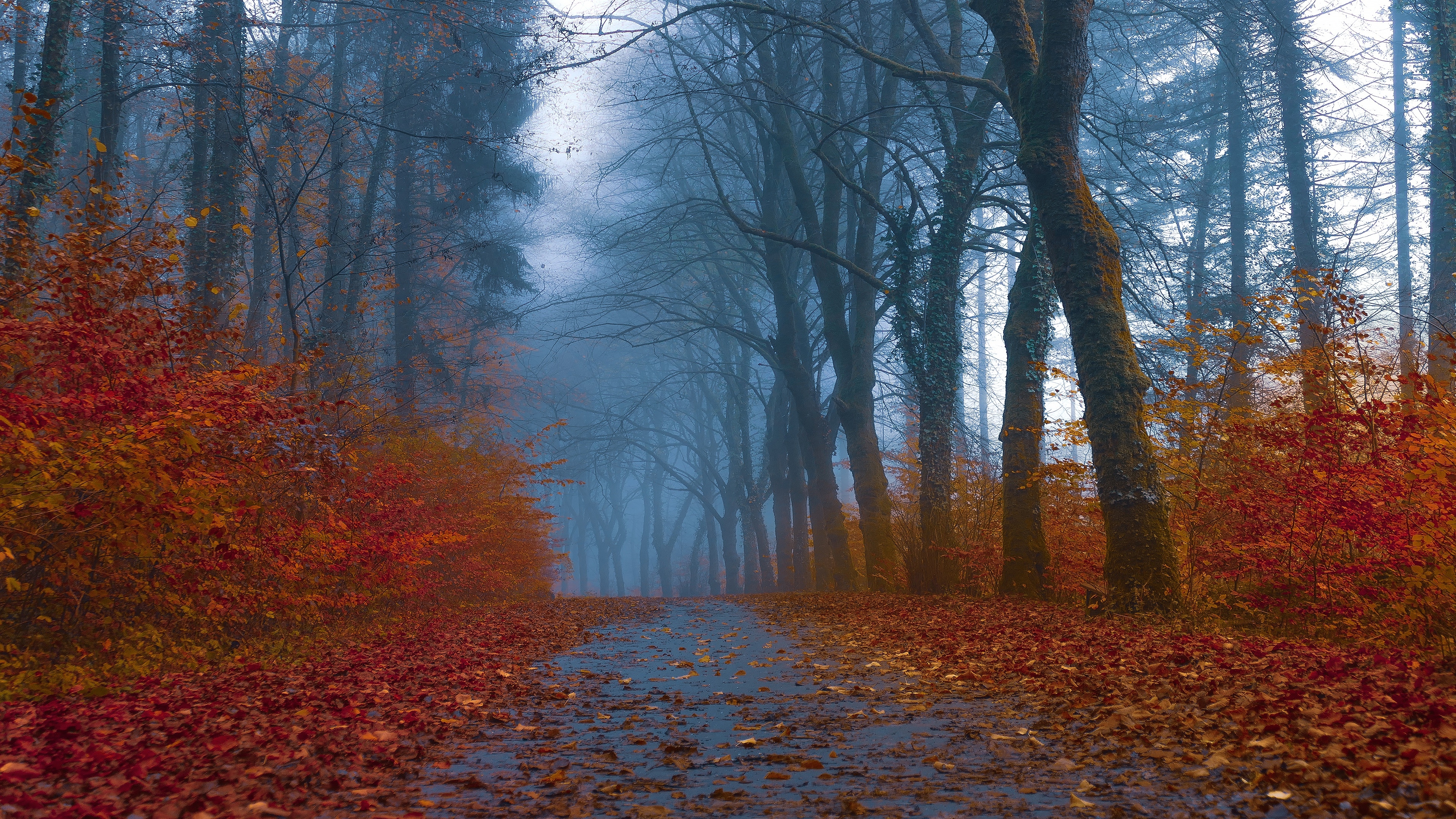 森林中的小径上躺着秋天的落叶