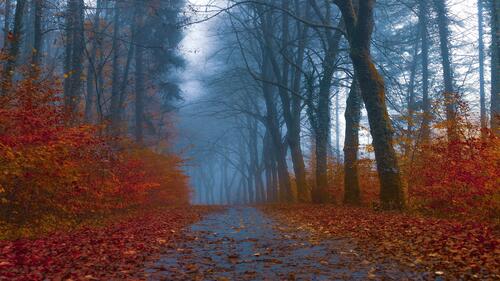 Fallen fall leaves lie on a walkway in the woods