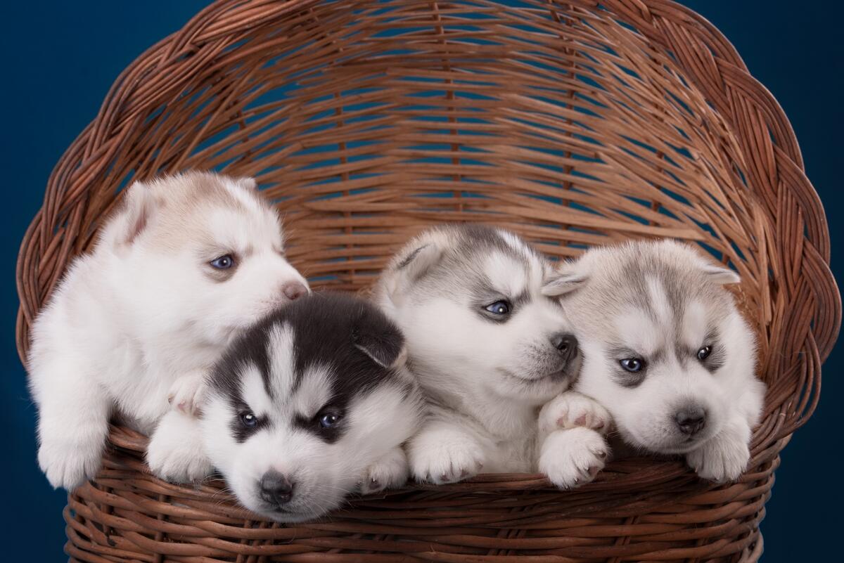 White puppies in a basket
