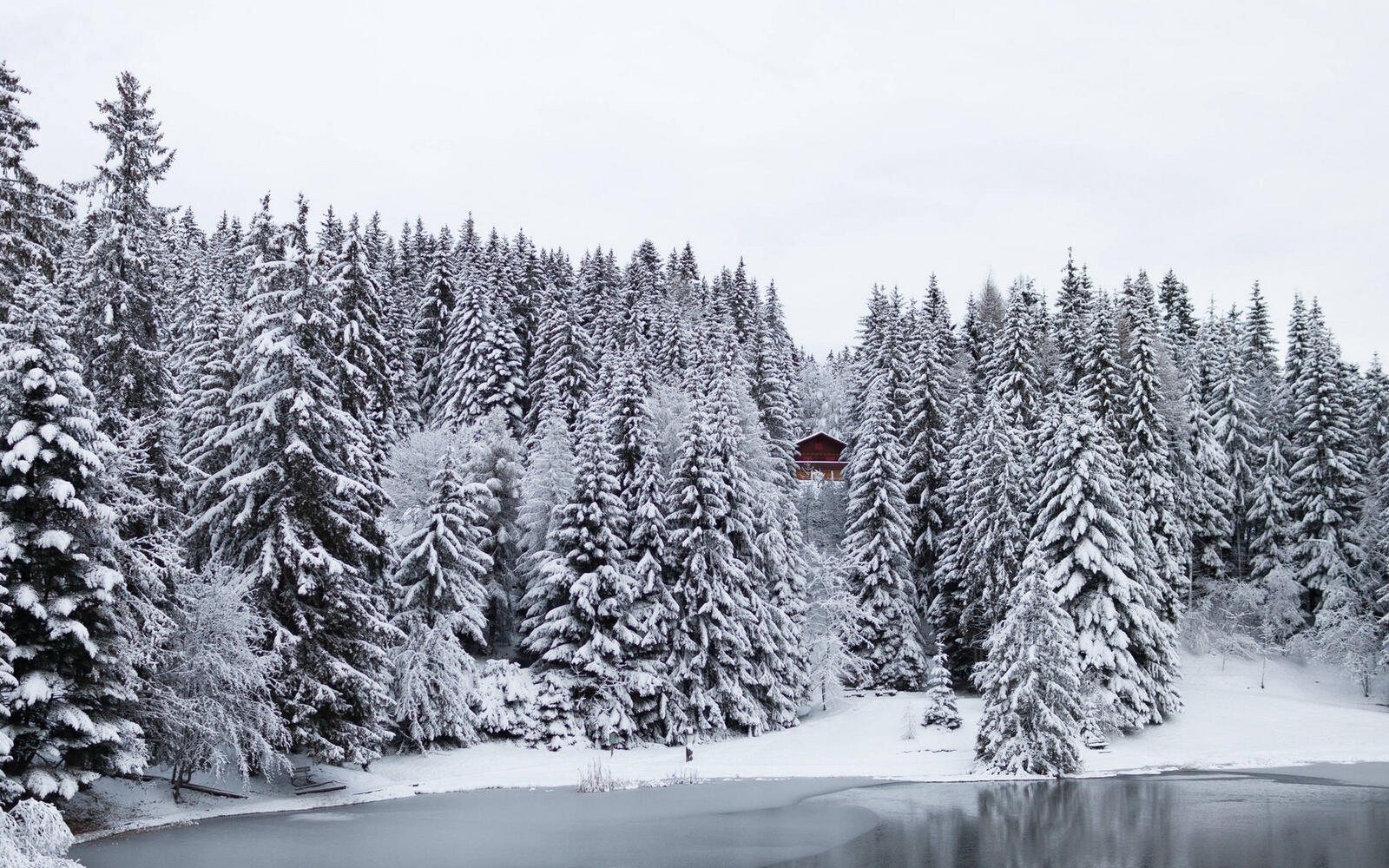 Free photo Snow-covered Christmas trees in a dense forest.