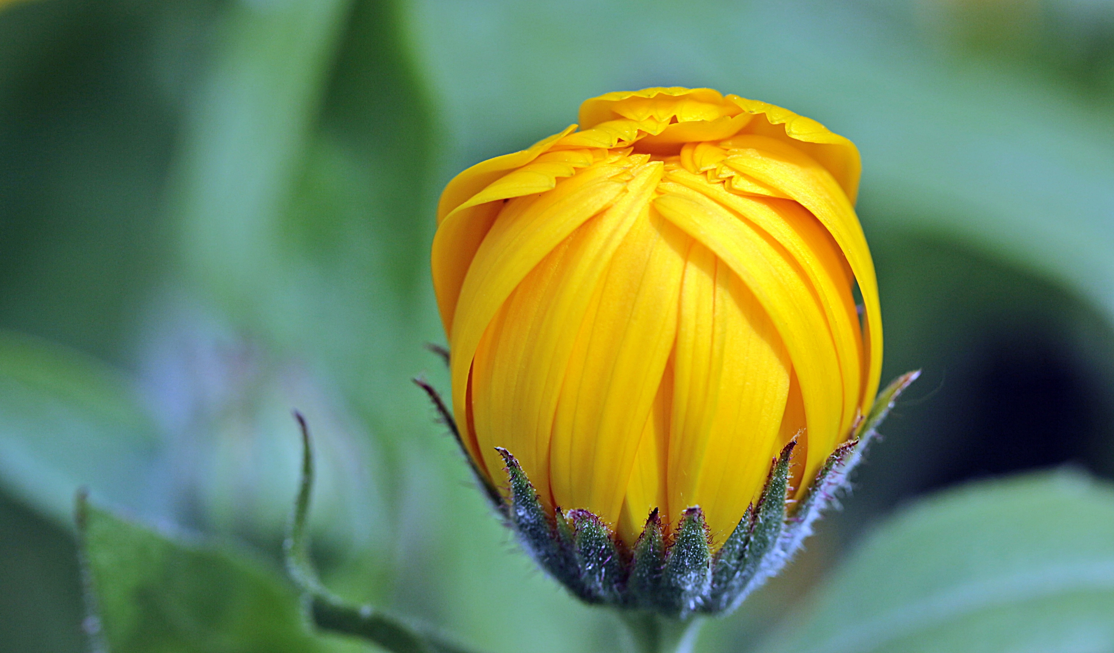 Фото бесплатно сад, натуропатия, цветущее растение