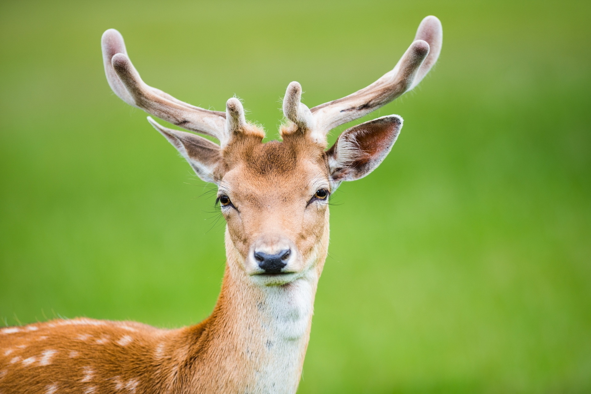 Wallpapers deer look animals on the desktop