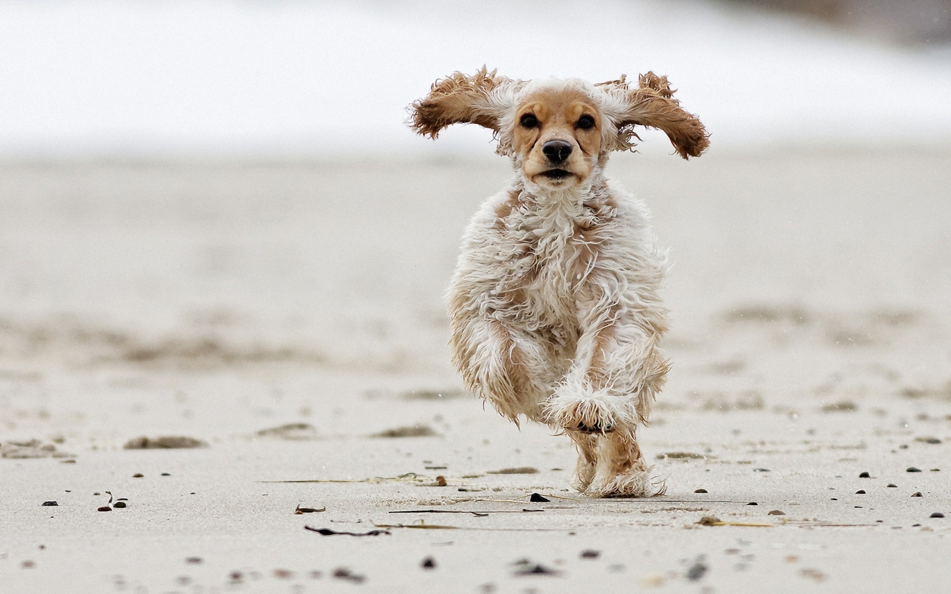Фото бесплатно собака, пушистые, бежит