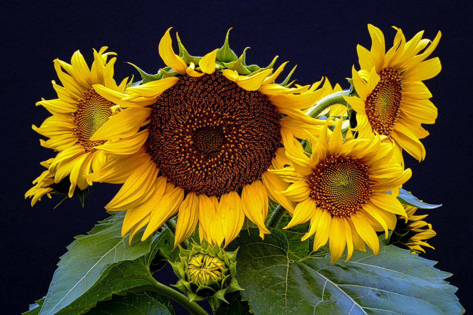 Free photo Blooming sunflowers