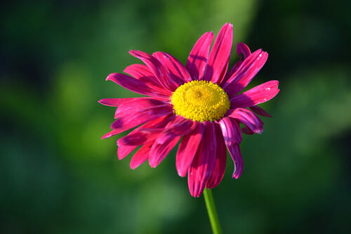 A flower with pink petals.