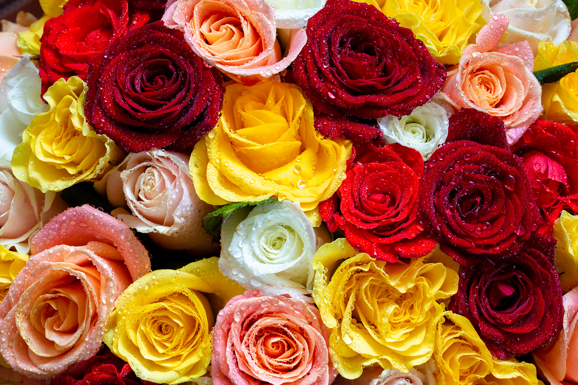 Много роз красивых. Разноцветные розы. Яркие розы. Разноцветный букет.