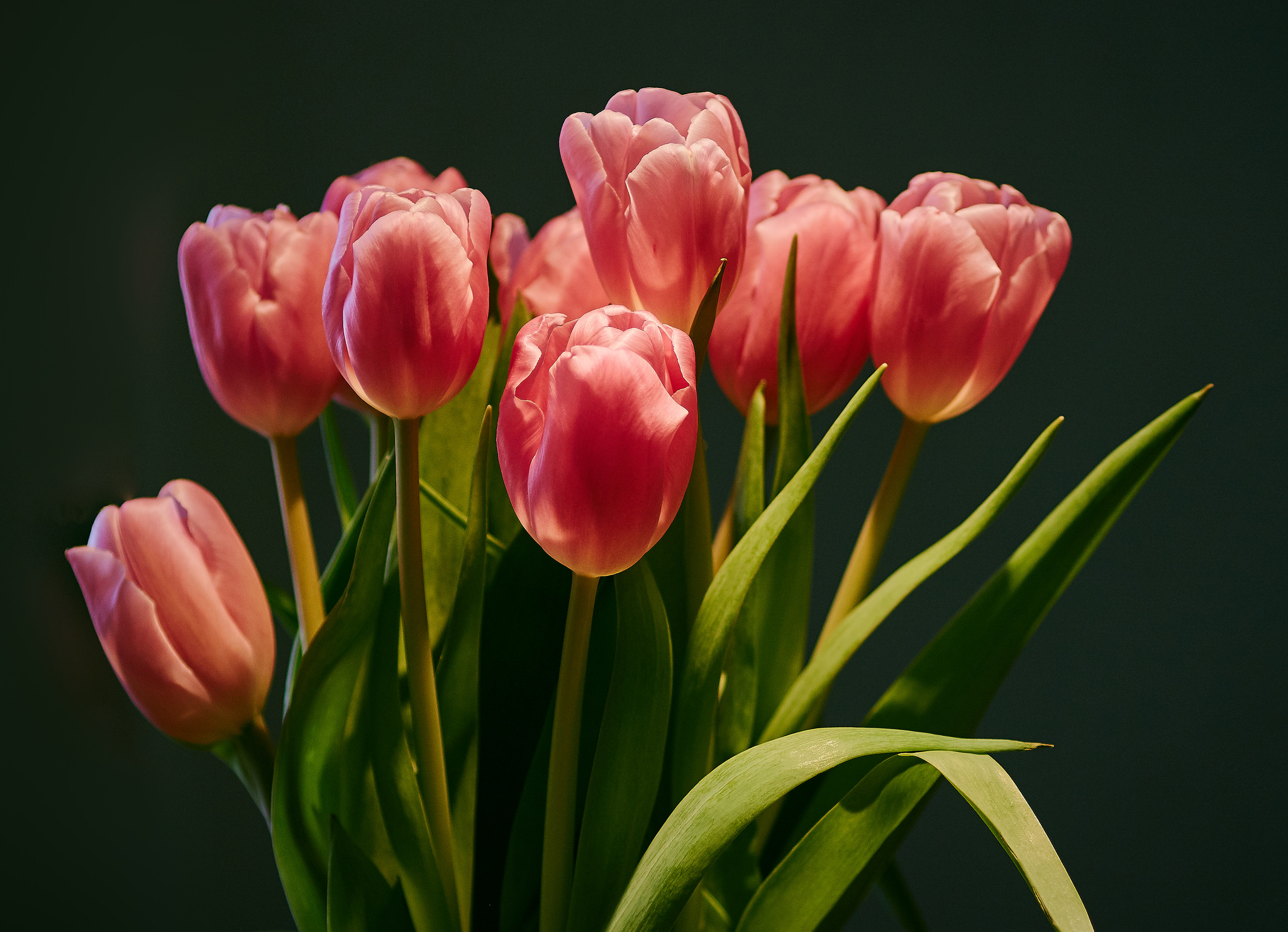 Бесплатное фото Букет тюльпанов