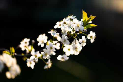 Цветущая ветка вишни · бесплатное фото