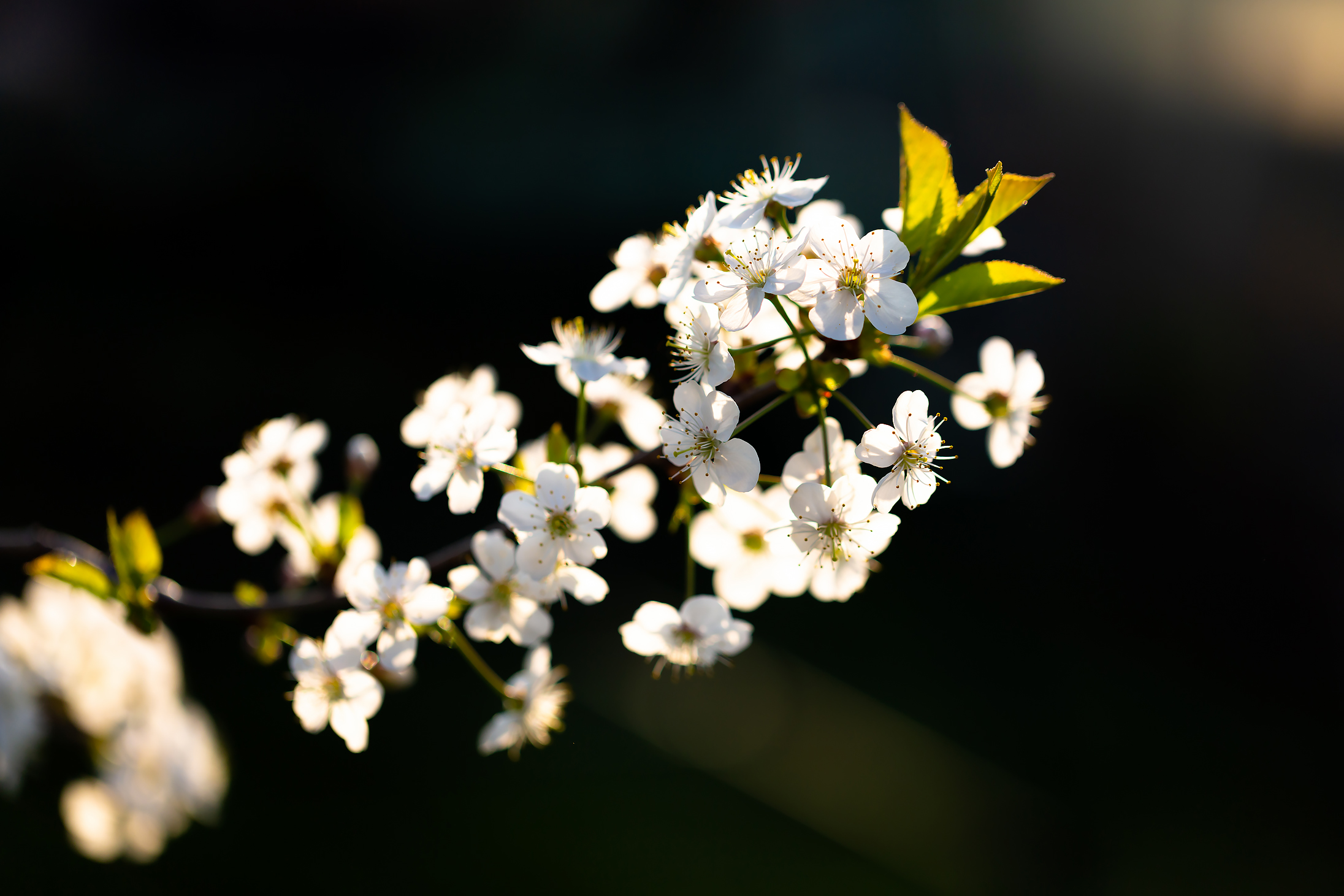 Free photo Flowering branch of cherry