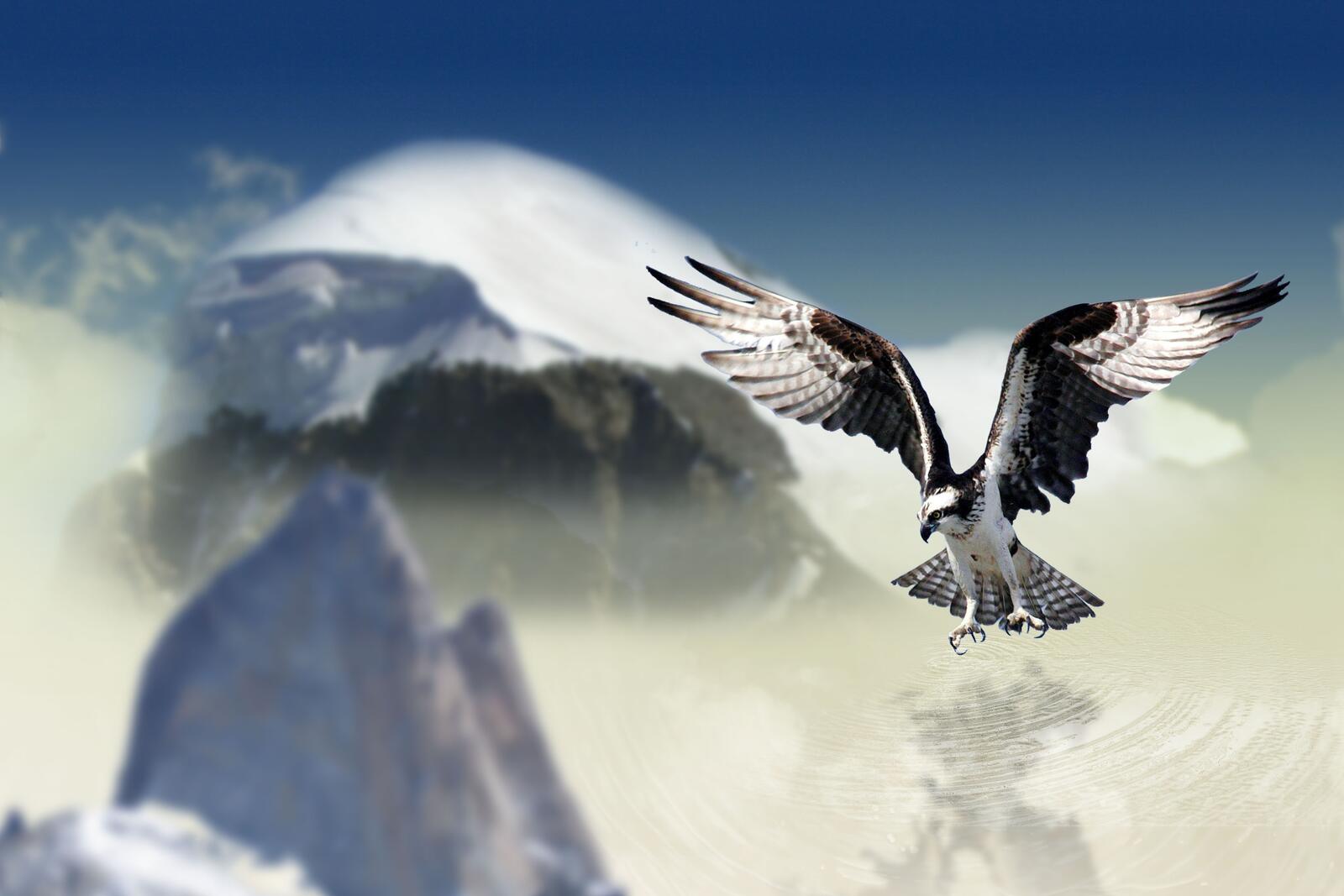 Обои орлан-белохвост горы птицы на рабочий стол