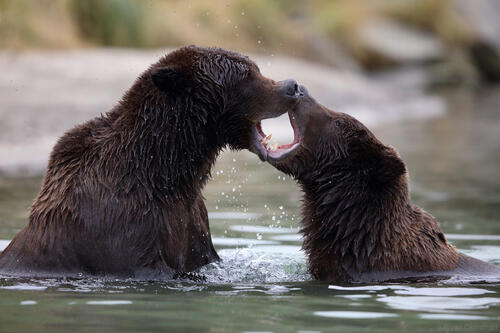 Два бурых медведя играют в воде
