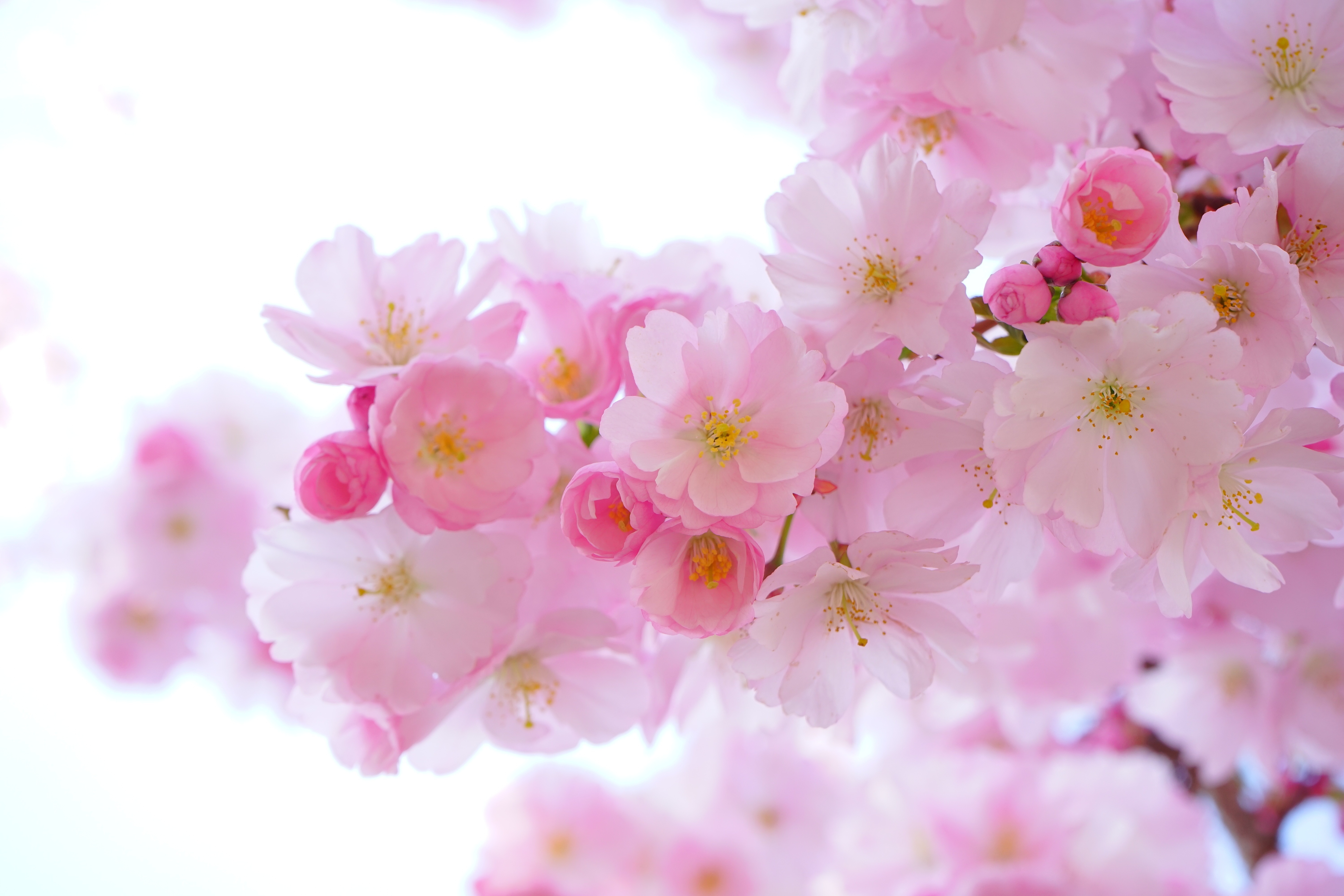 Фото дерево, ветвь, цветок, растение, лепесток, весна, продукт, цвет, красочный, розовый, вишни, цветы, бутон, японские вишневые деревья, макросъёмка - бесплатные картинки на Fonwall