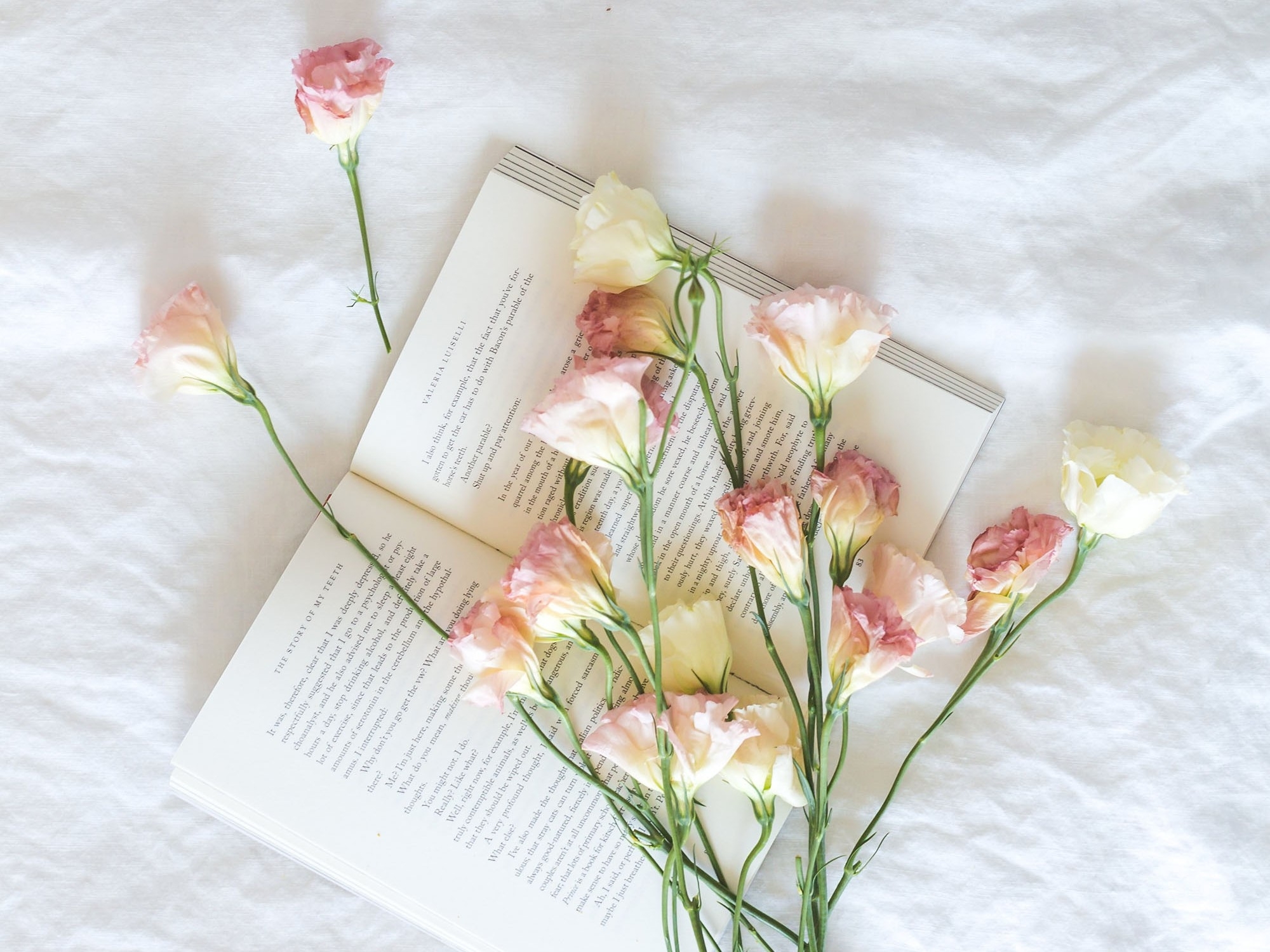 Wallpapers white roses book letters on the desktop