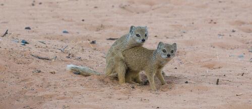 Mongooses make love