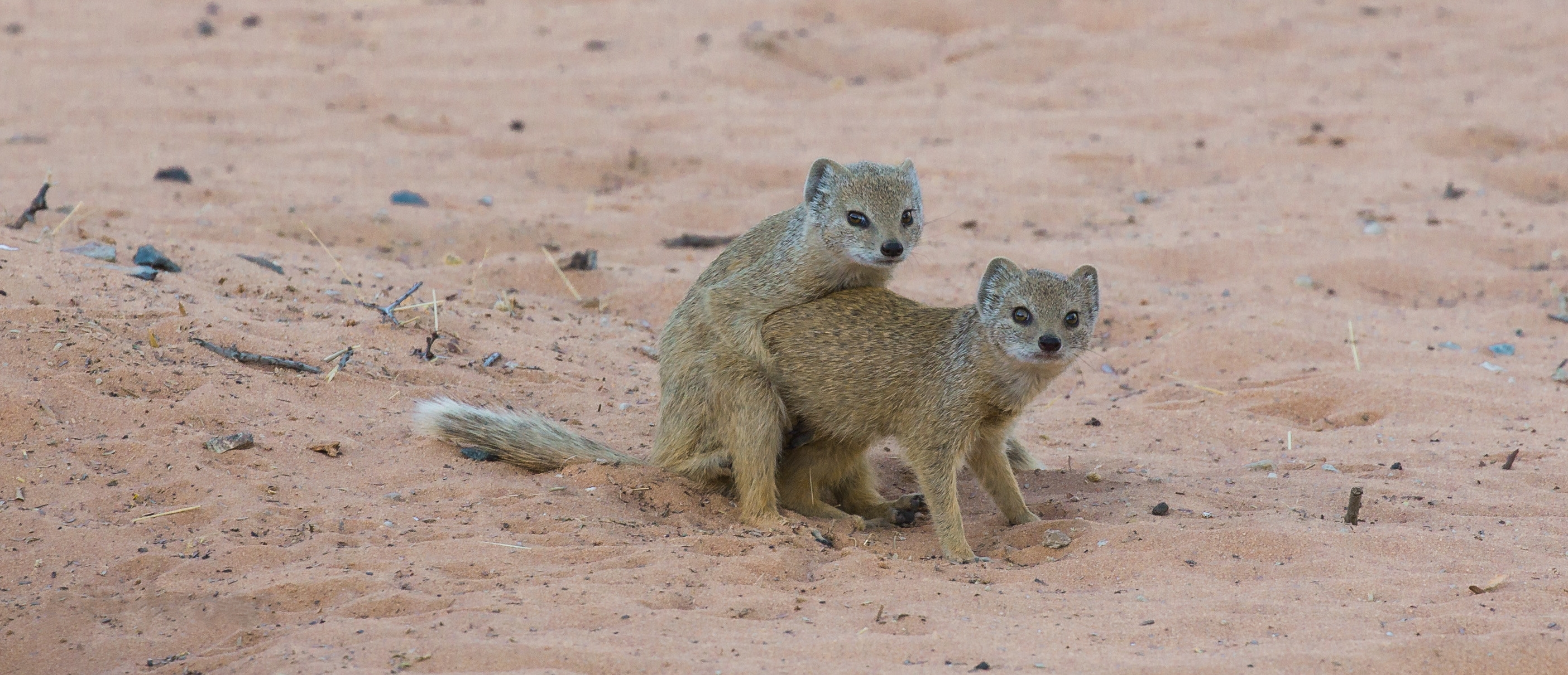 Free photo Mongooses make love