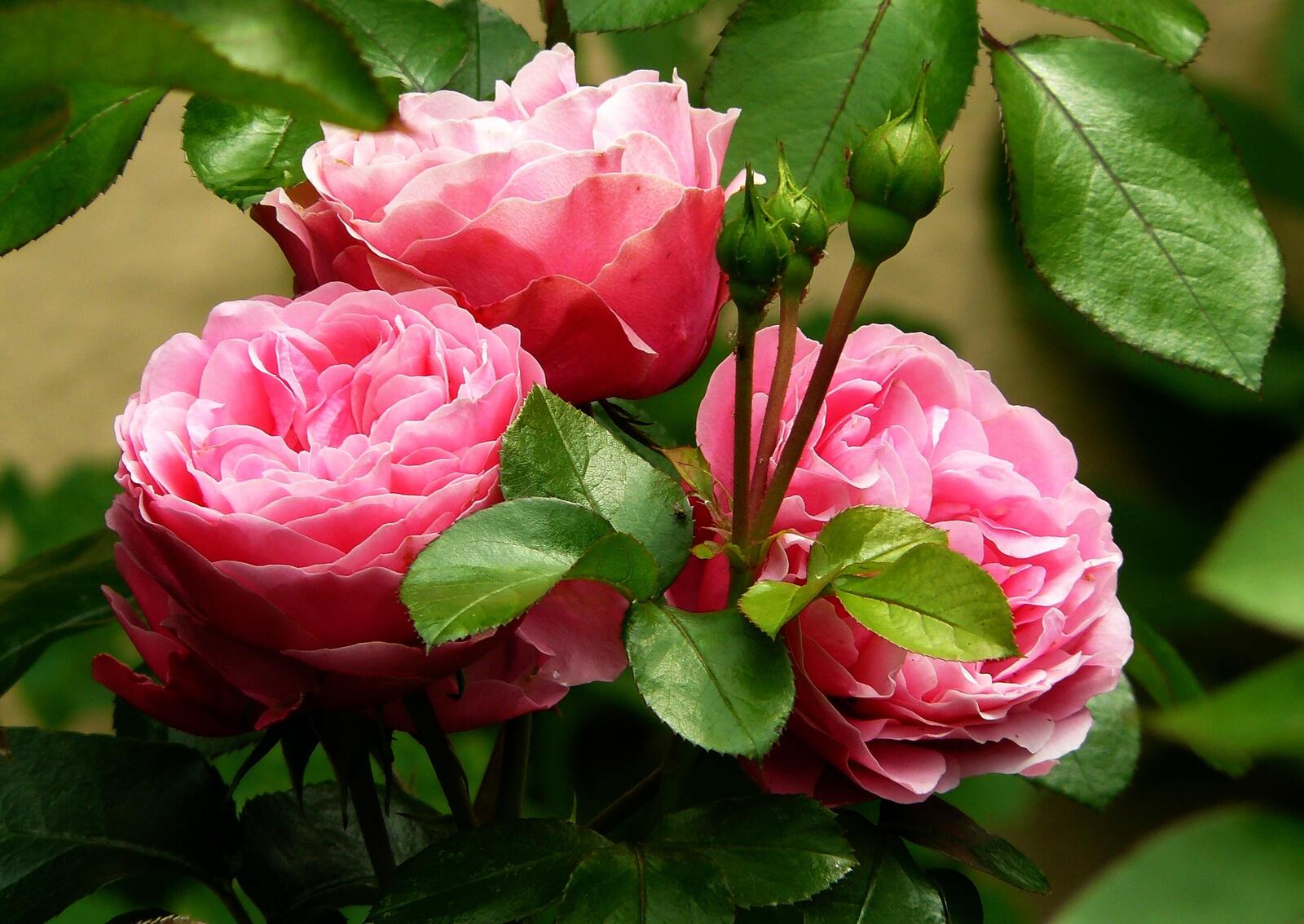 Обои листья розы бутоны на рабочий стол