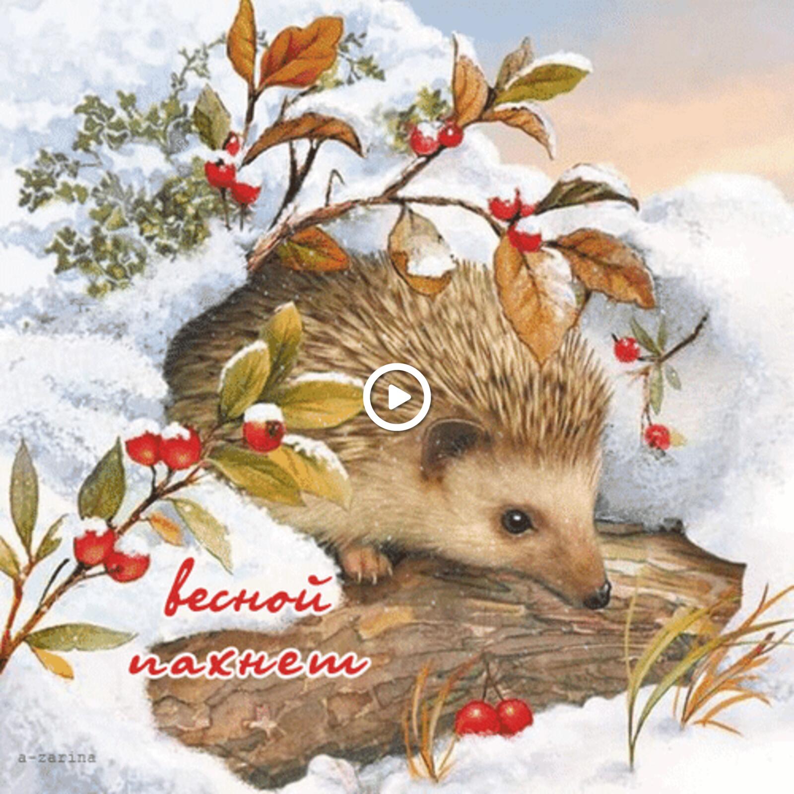 spring hedgehog animation