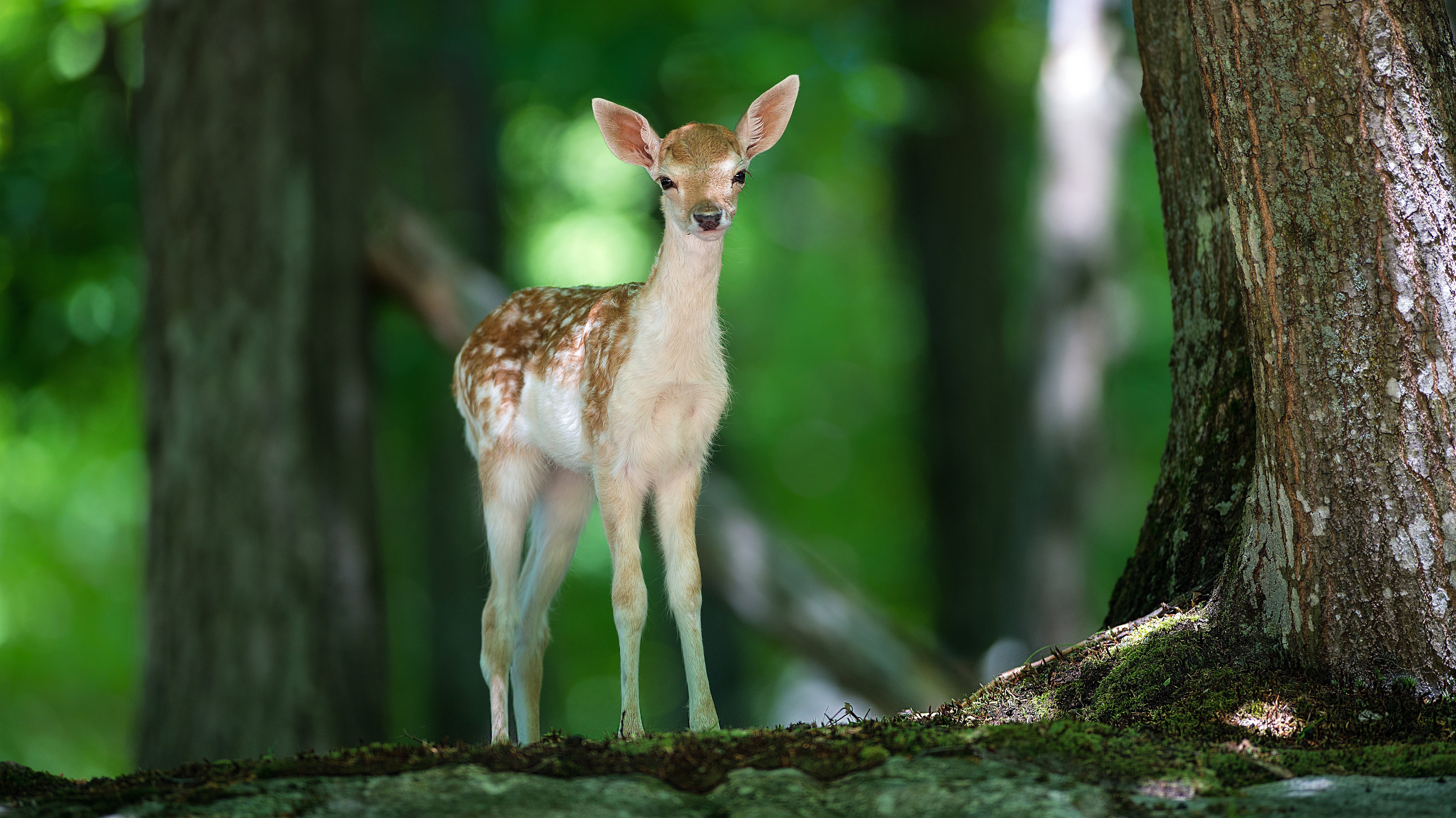 Бесплатное фото Маленький олень в лесу