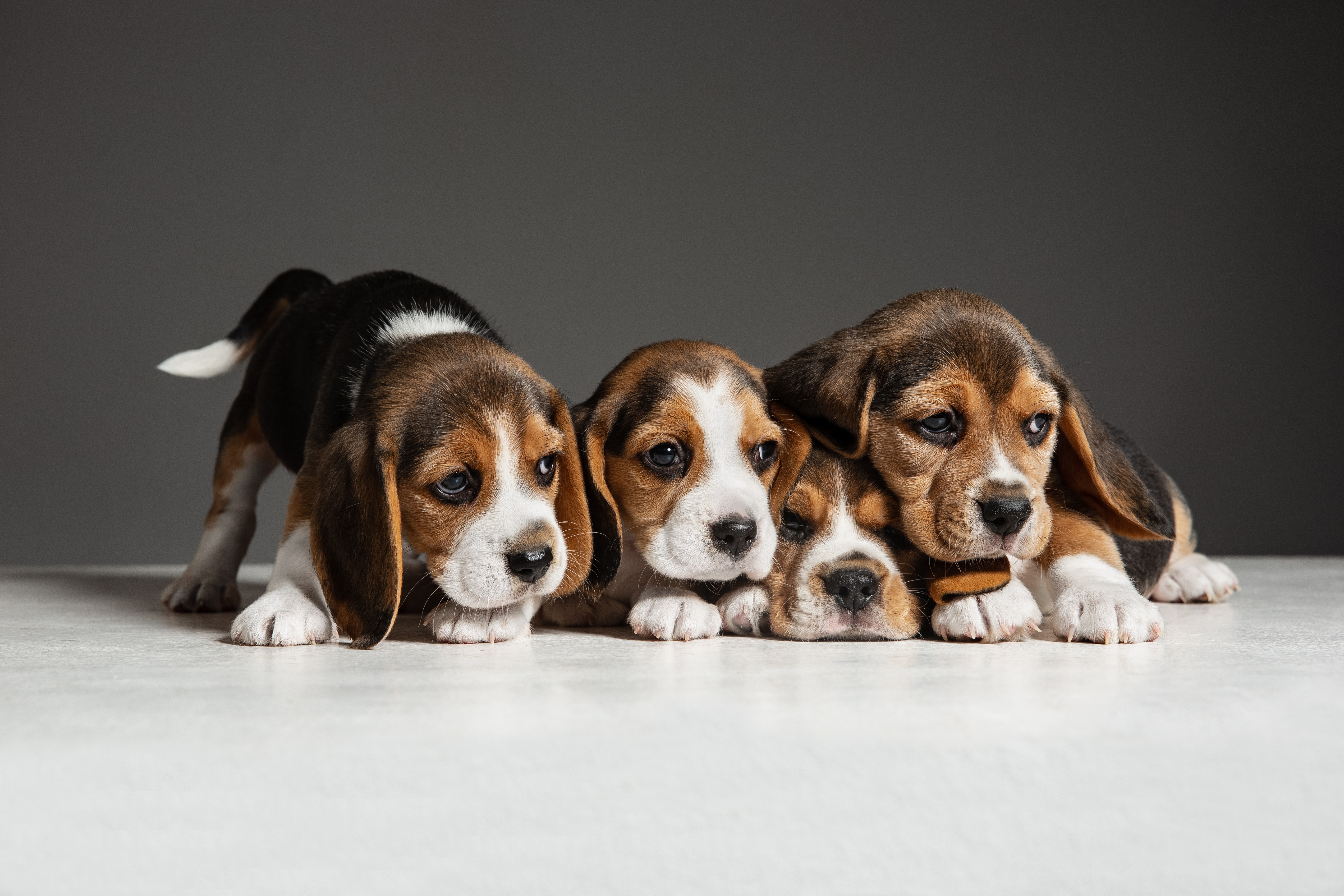 Wallpapers animal puppy beagle on the desktop