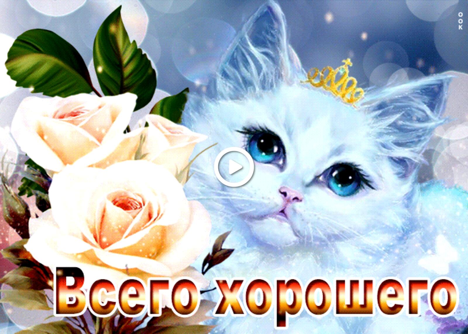 beautiful all the best with roses flowers white cat