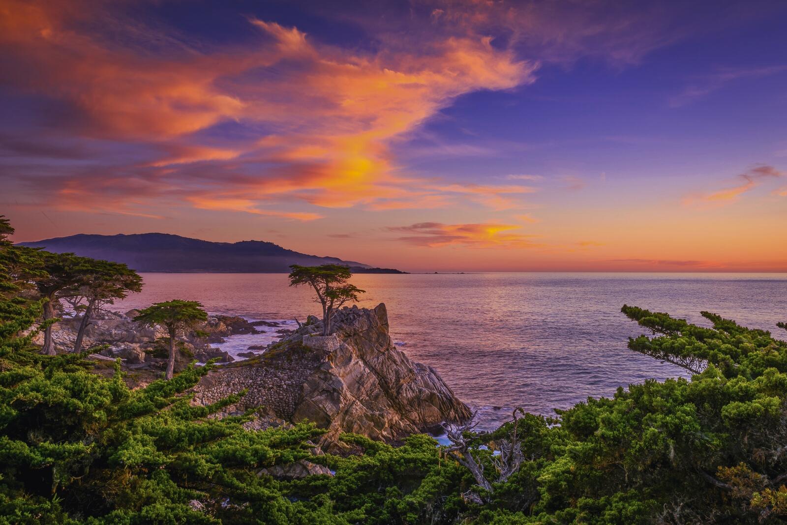 Wallpapers Lonely cypress in Monterey California sunset on the desktop