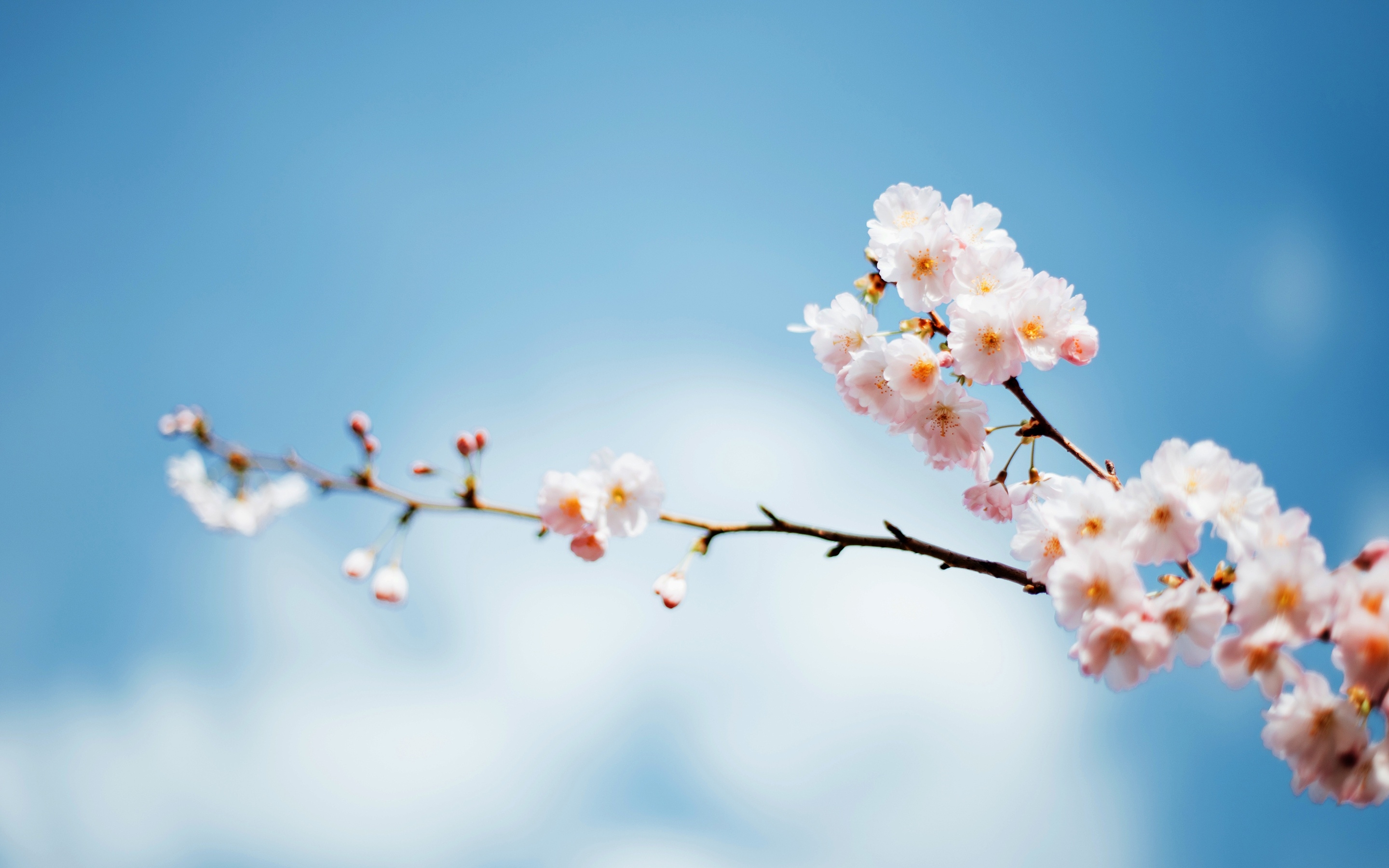 Фото бесплатно обои белые цветы, цветок, весна
