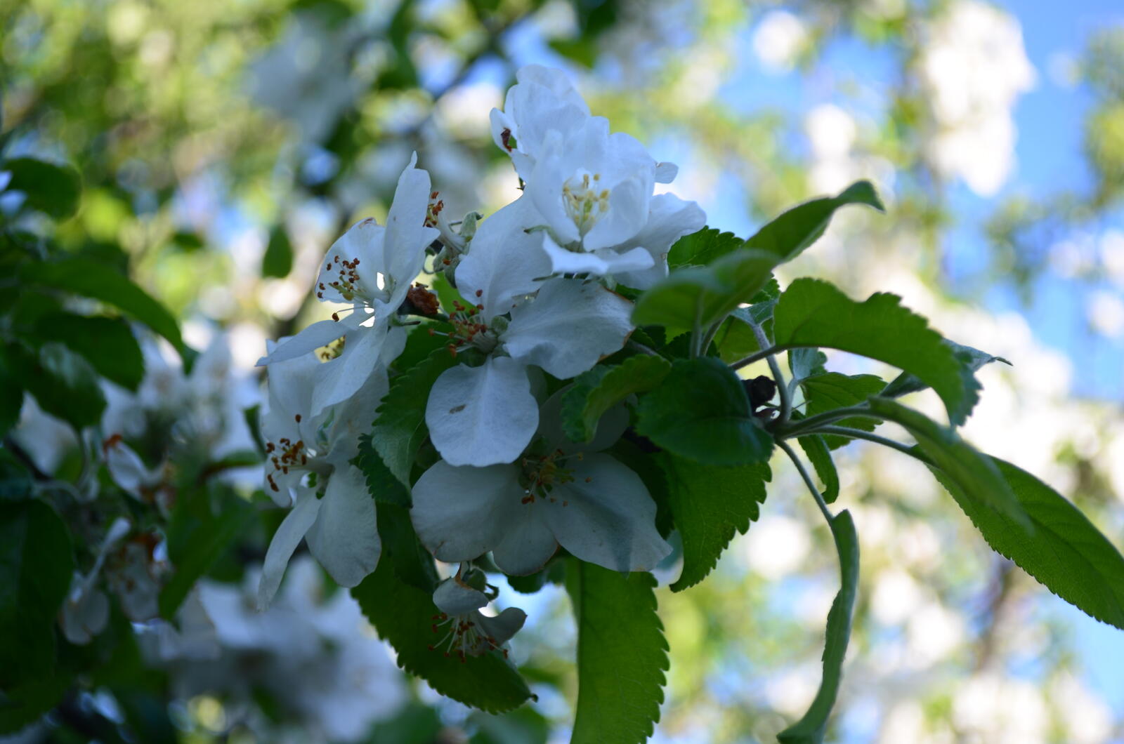 Бесплатное фото Цветет яблоня