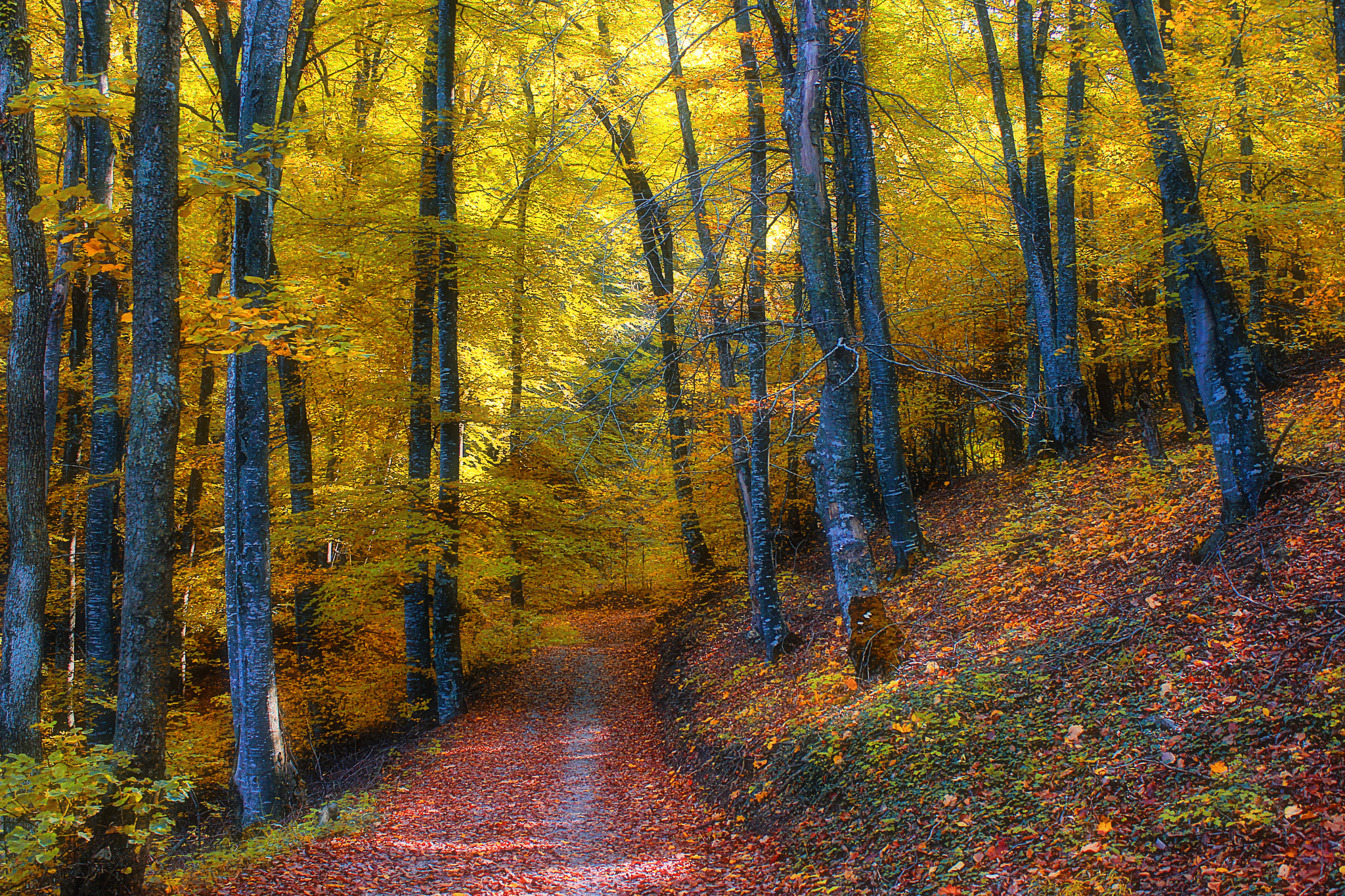 屏幕保护程序图片森林，秋天的颜色免费的