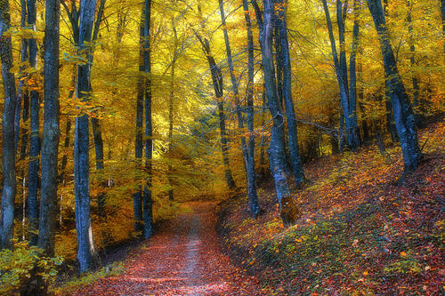 Pictures on screensaver the forest, colors of autumn free