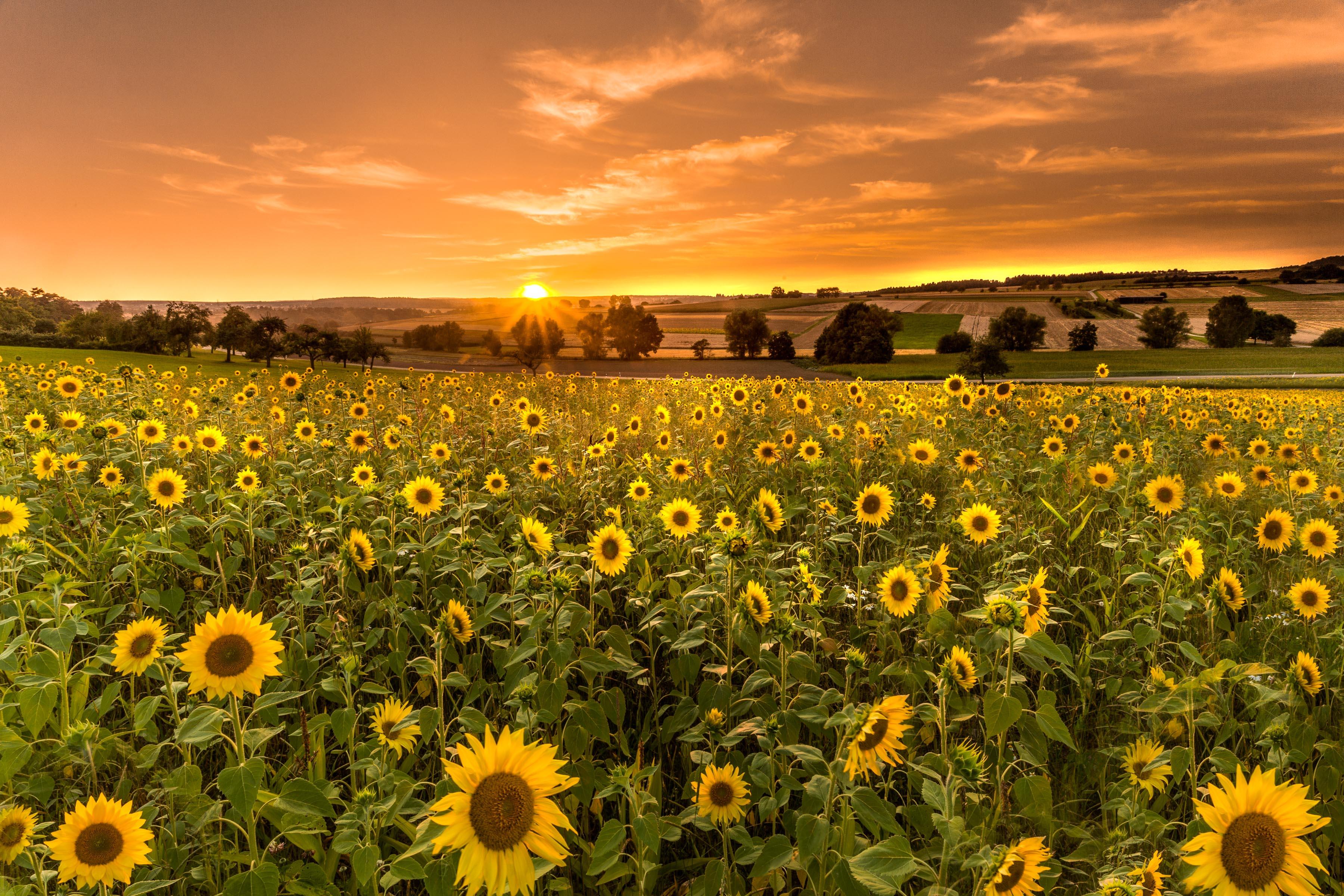 Фото бесплатно солнечный закат, поле, поле подсолнухов