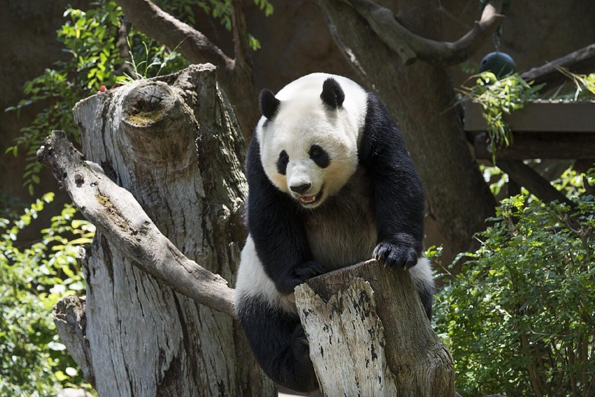 Панда залазит на дереве