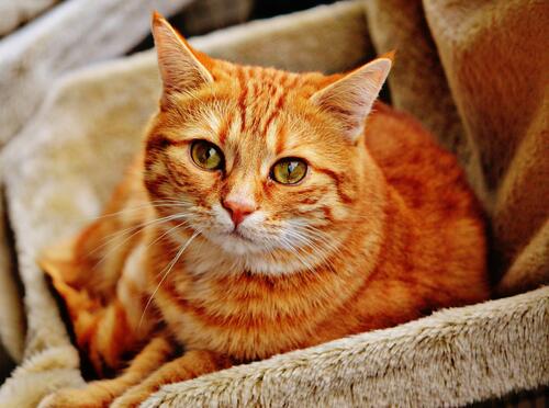 кошка рыжий кот милая