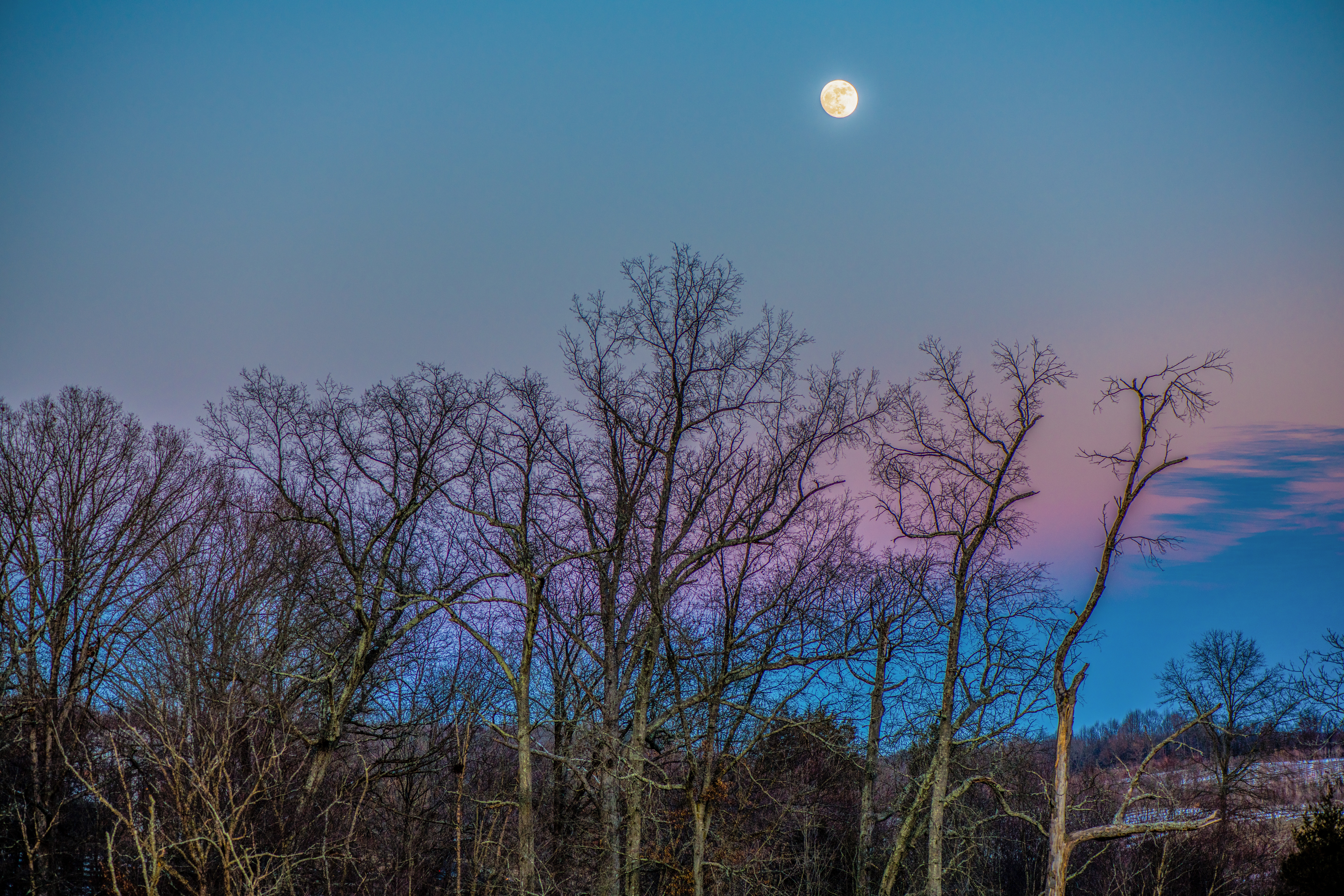 Бесплатное фото Ветви деревьев и Луна