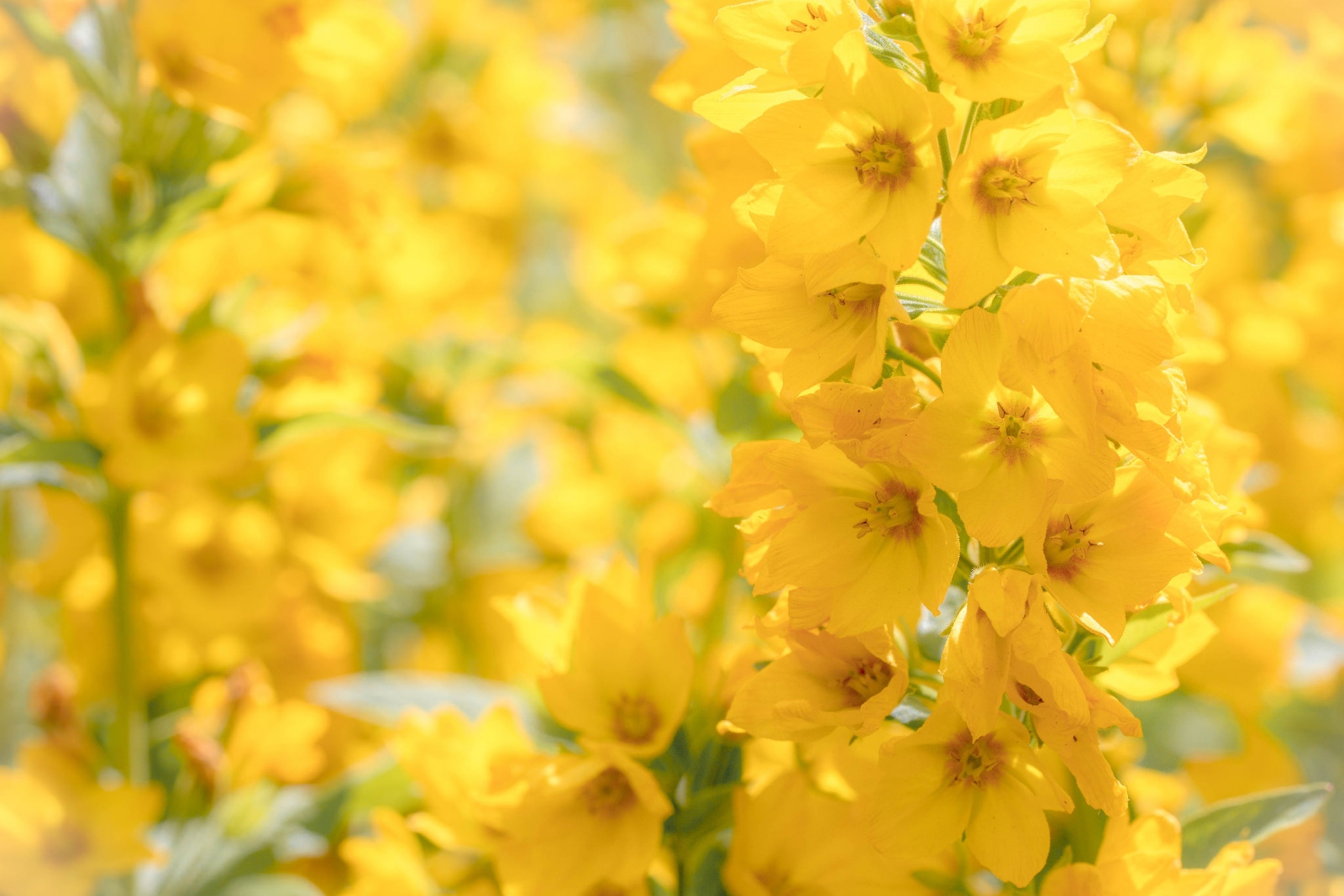 Фото бесплатно обои желтые цветы, солнечный свет, близко