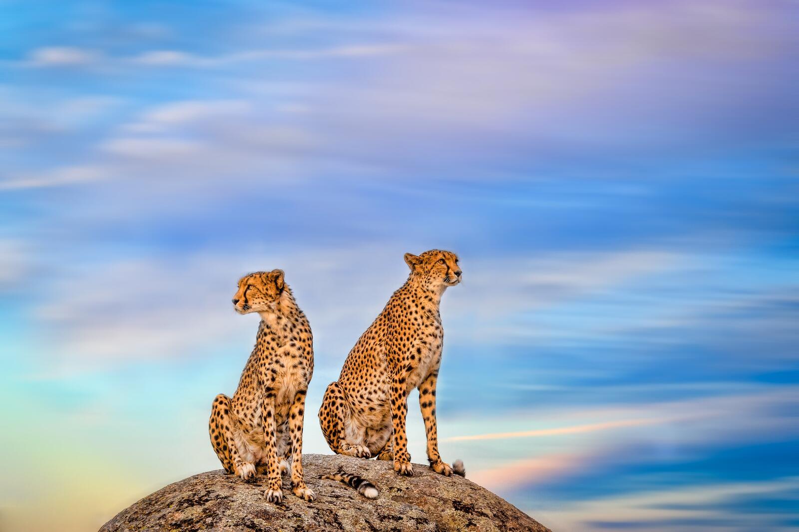 Wallpapers Cheetah wild cat predator on the desktop