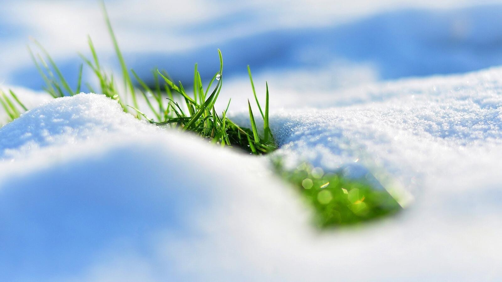 Wallpapers grass drops of water snow on the desktop