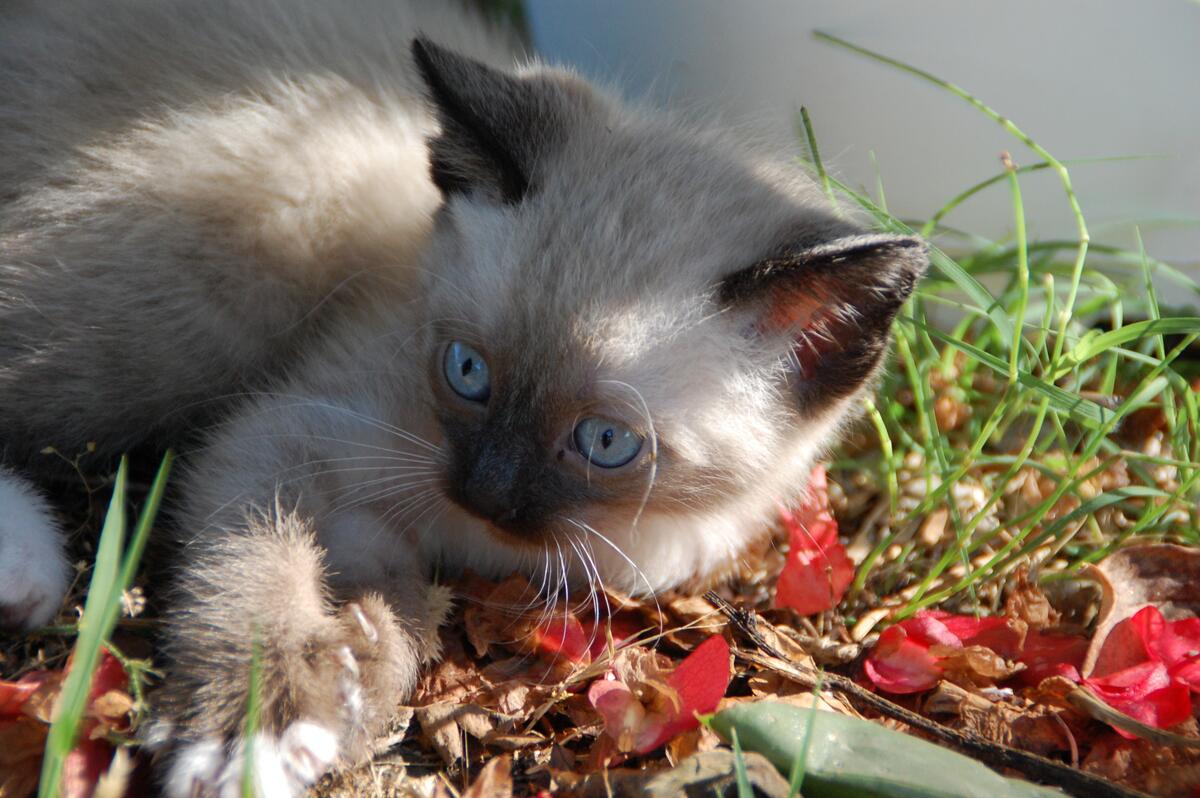 Маленький персидский котенок