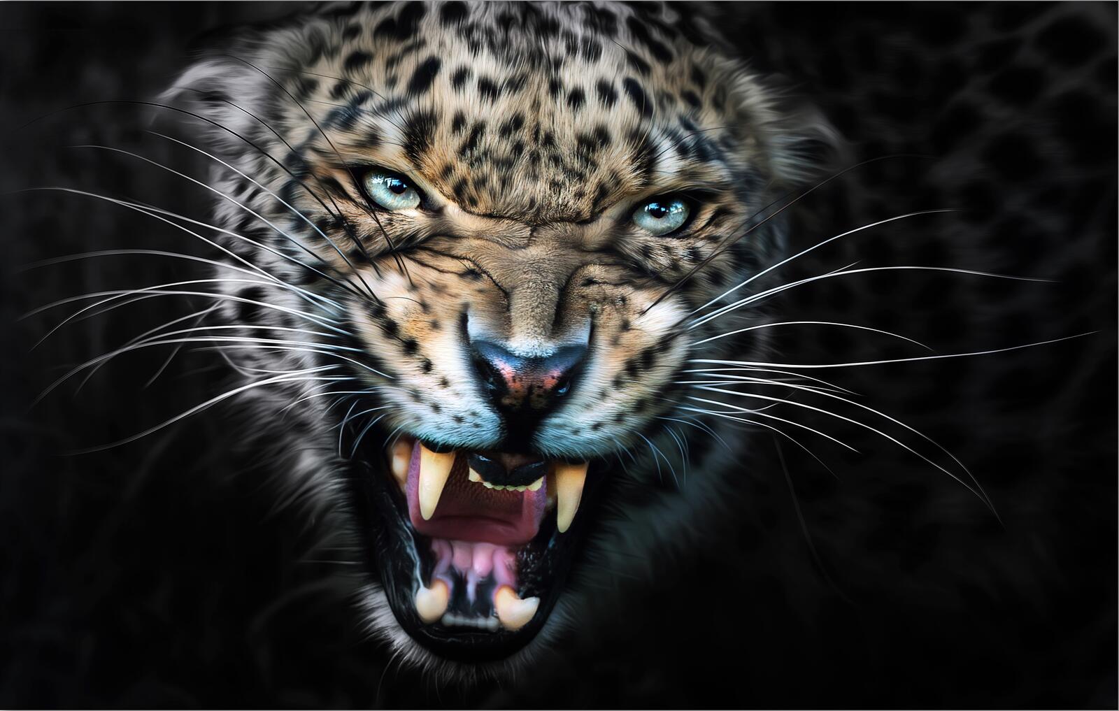 Wallpapers leopard rage animal on the desktop
