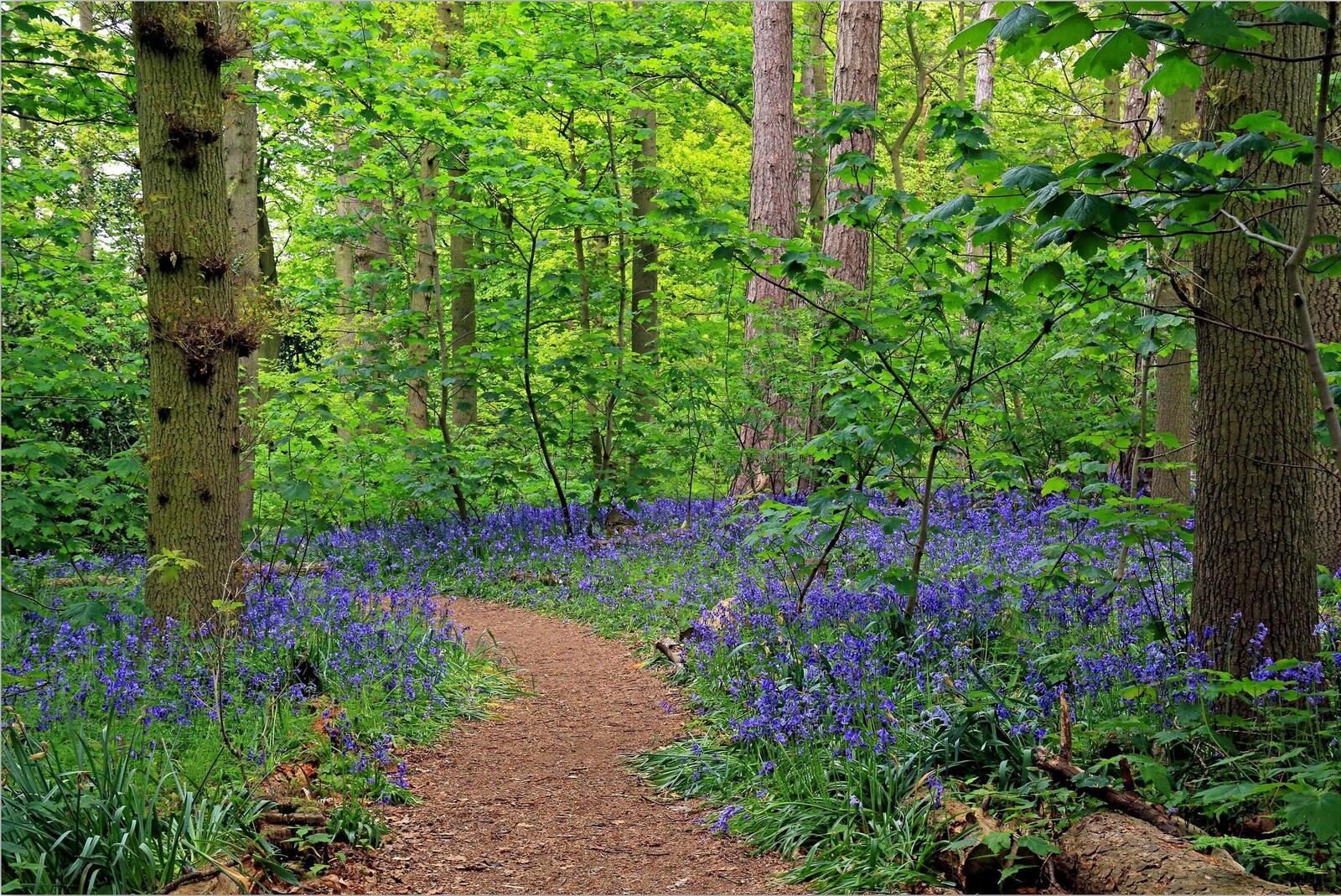 Wallpapers path forest flowers on the desktop