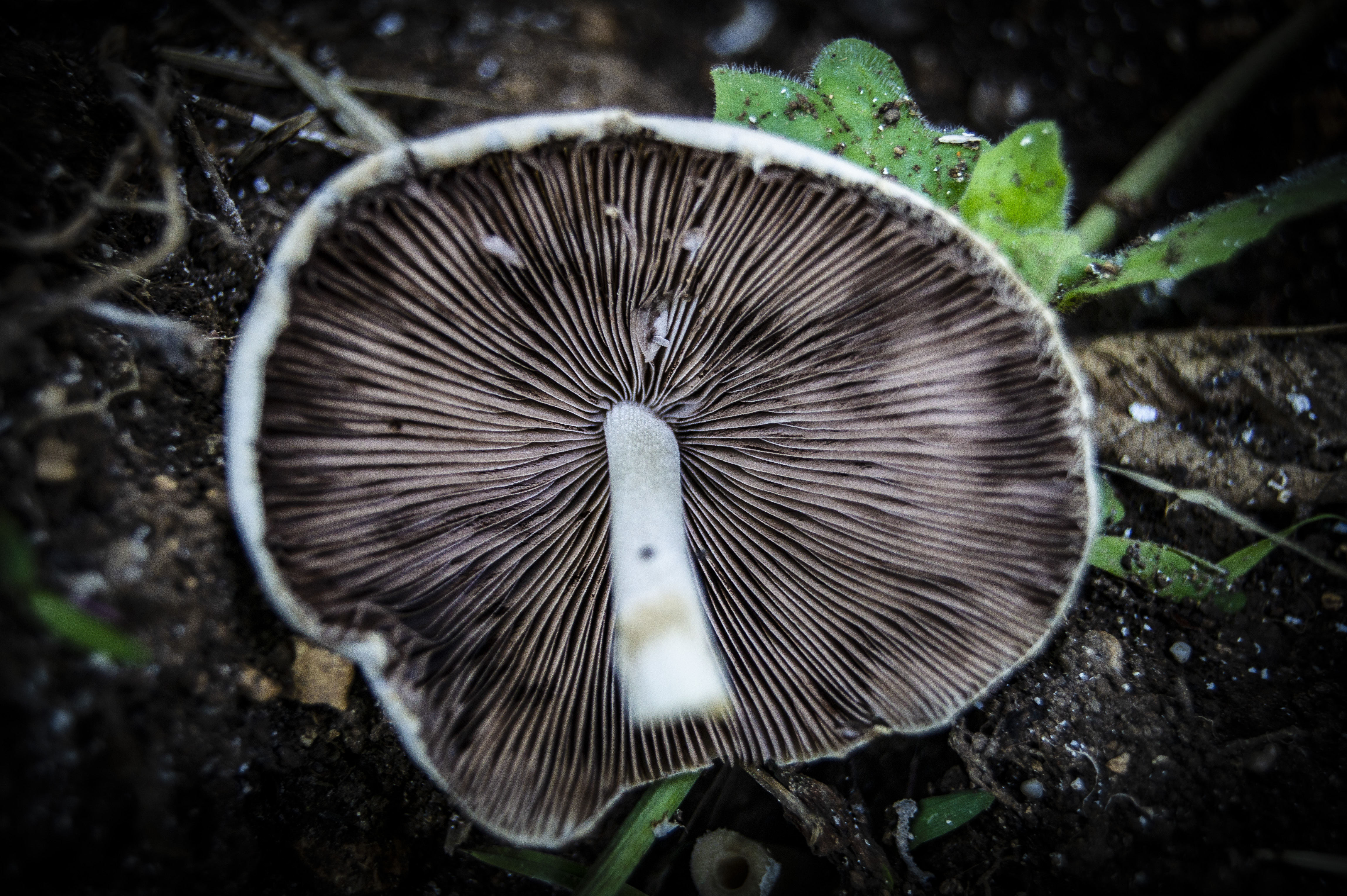 Free photo Mushrooms, poisonous mushroom, sheep`s mushroom, white color.