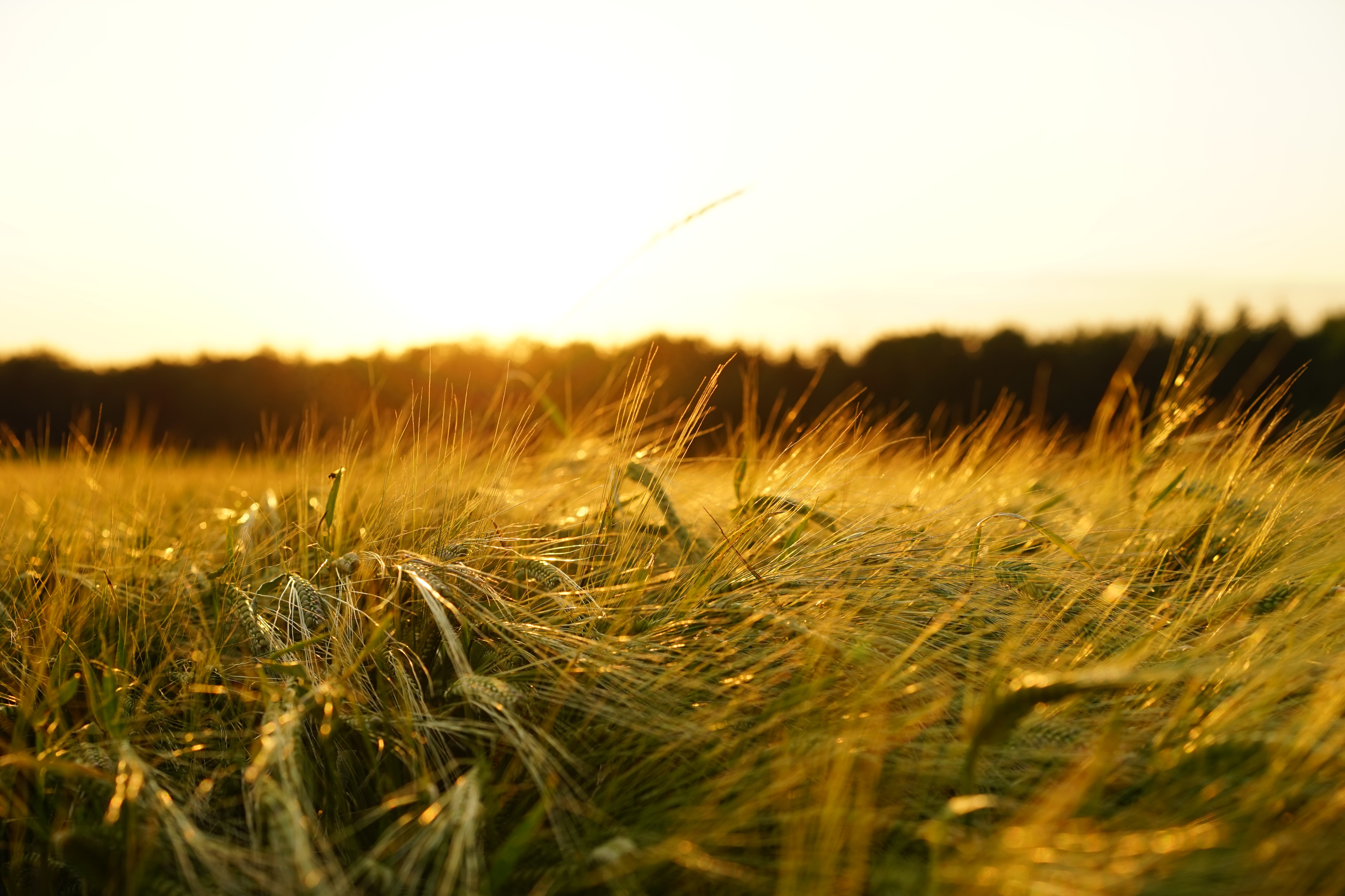 Бесплатное фото Солнечный свет освещает зеленую траву
