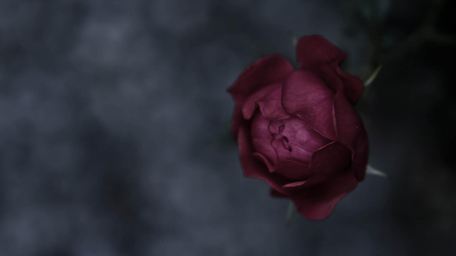 Бесплатное фото Бутон не распустившейся розы