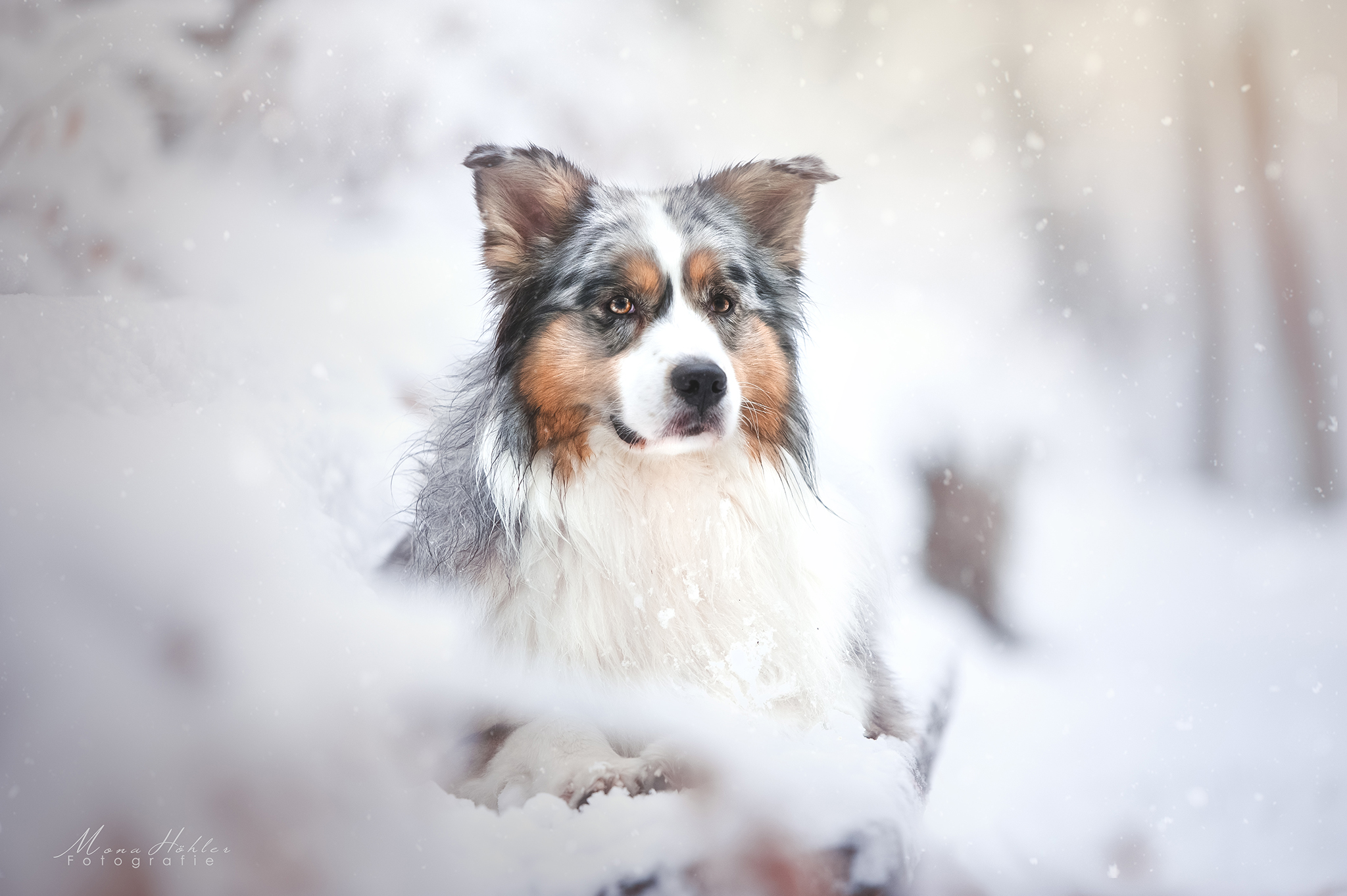 Фото бесплатно зима, стрельба, собака