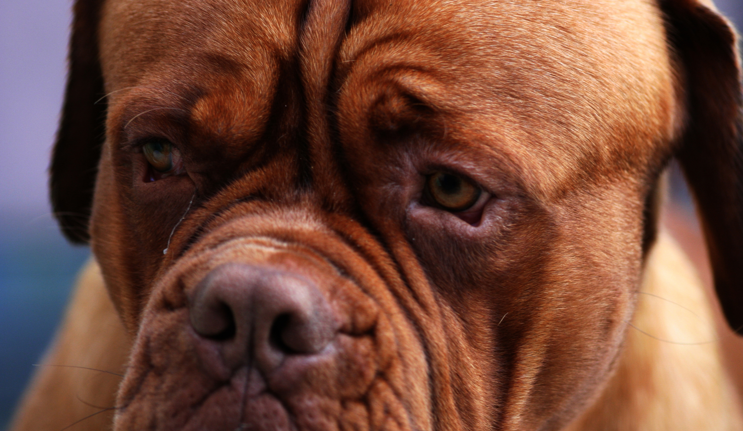 Обои собака, нос, усы, бульдог, vizsla, глаз, щенок - бесплатные картинки на Fonwall