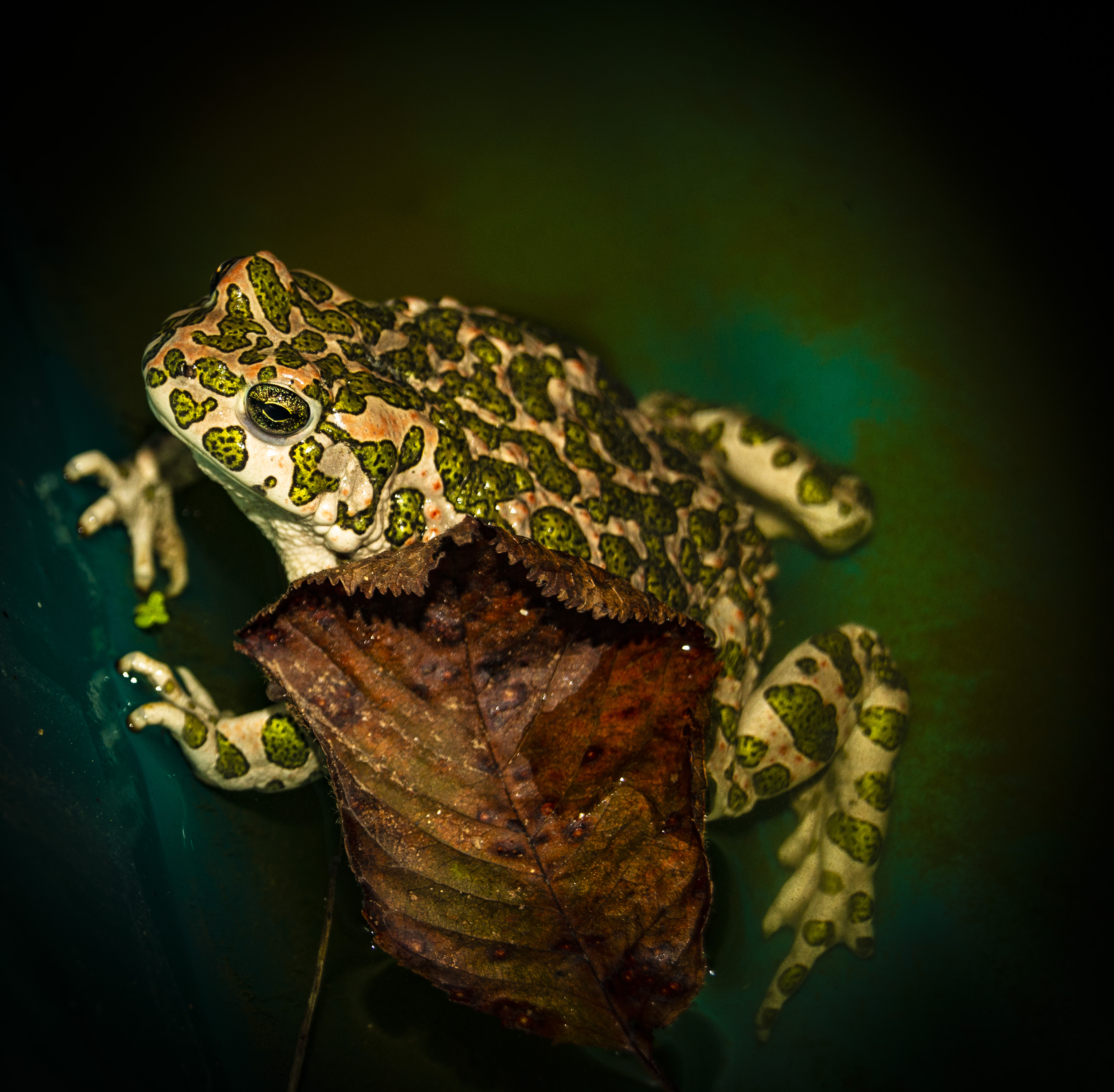 Frog.Frog in a pond.Toad on a leaf.